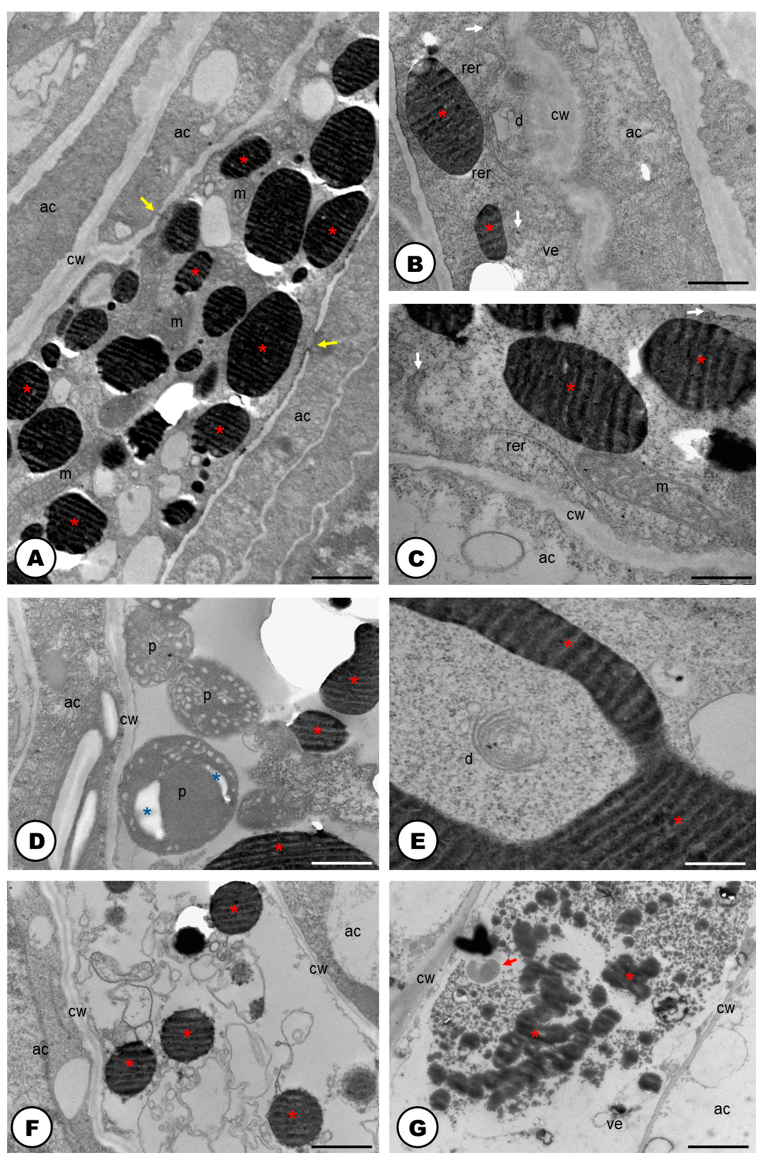 Plants 13 00864 g003