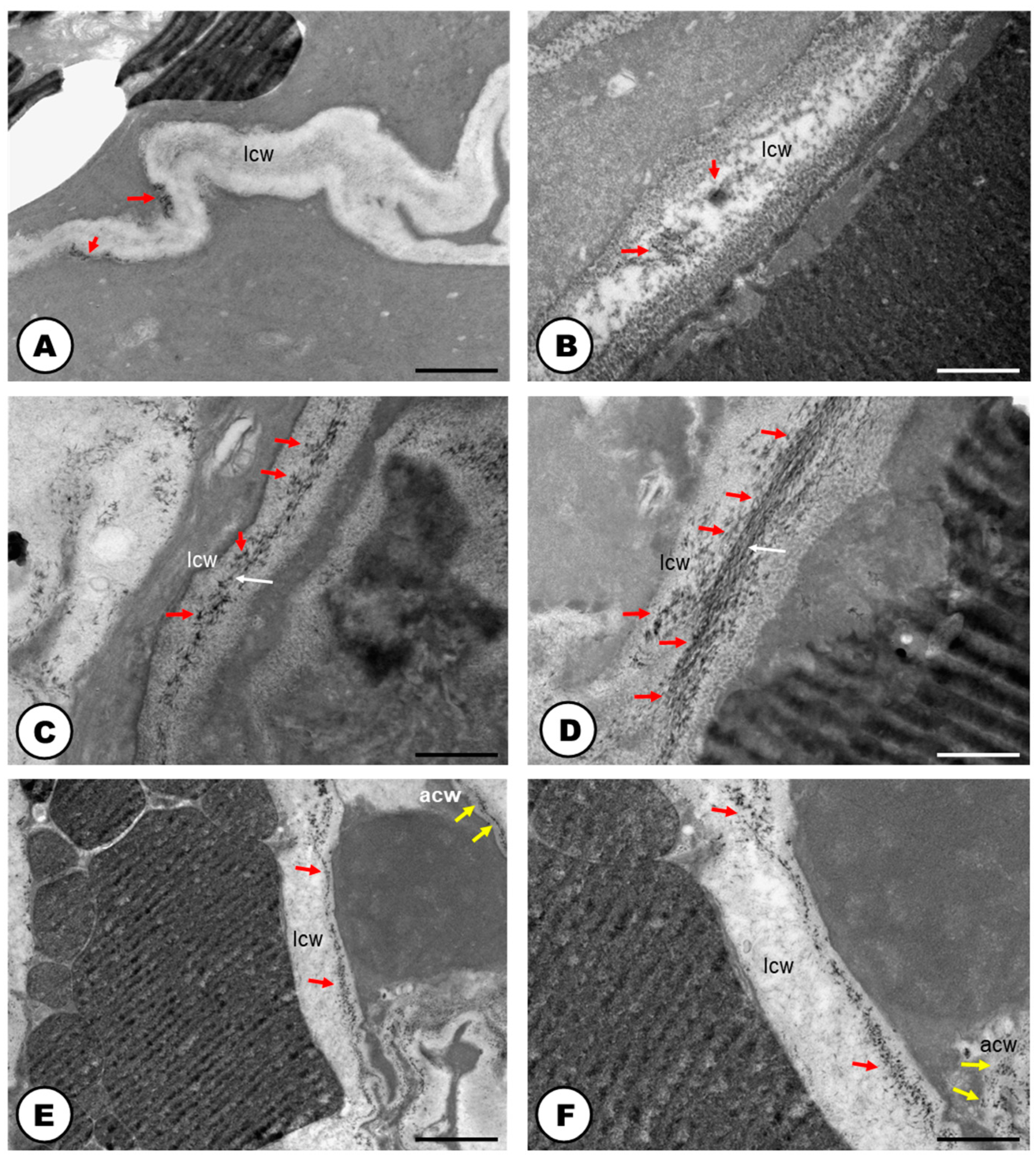 Plants 13 00864 g004