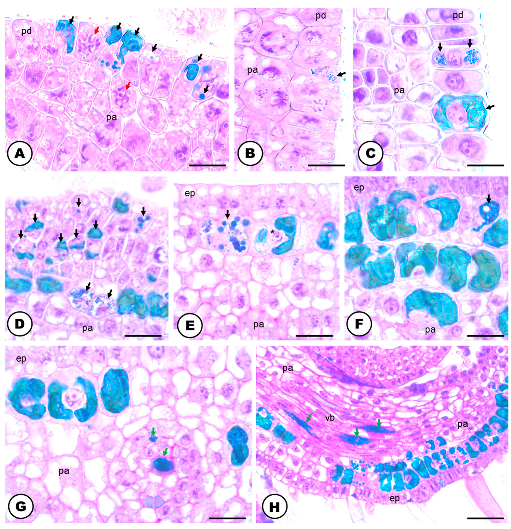 Plants 13 00864 g005