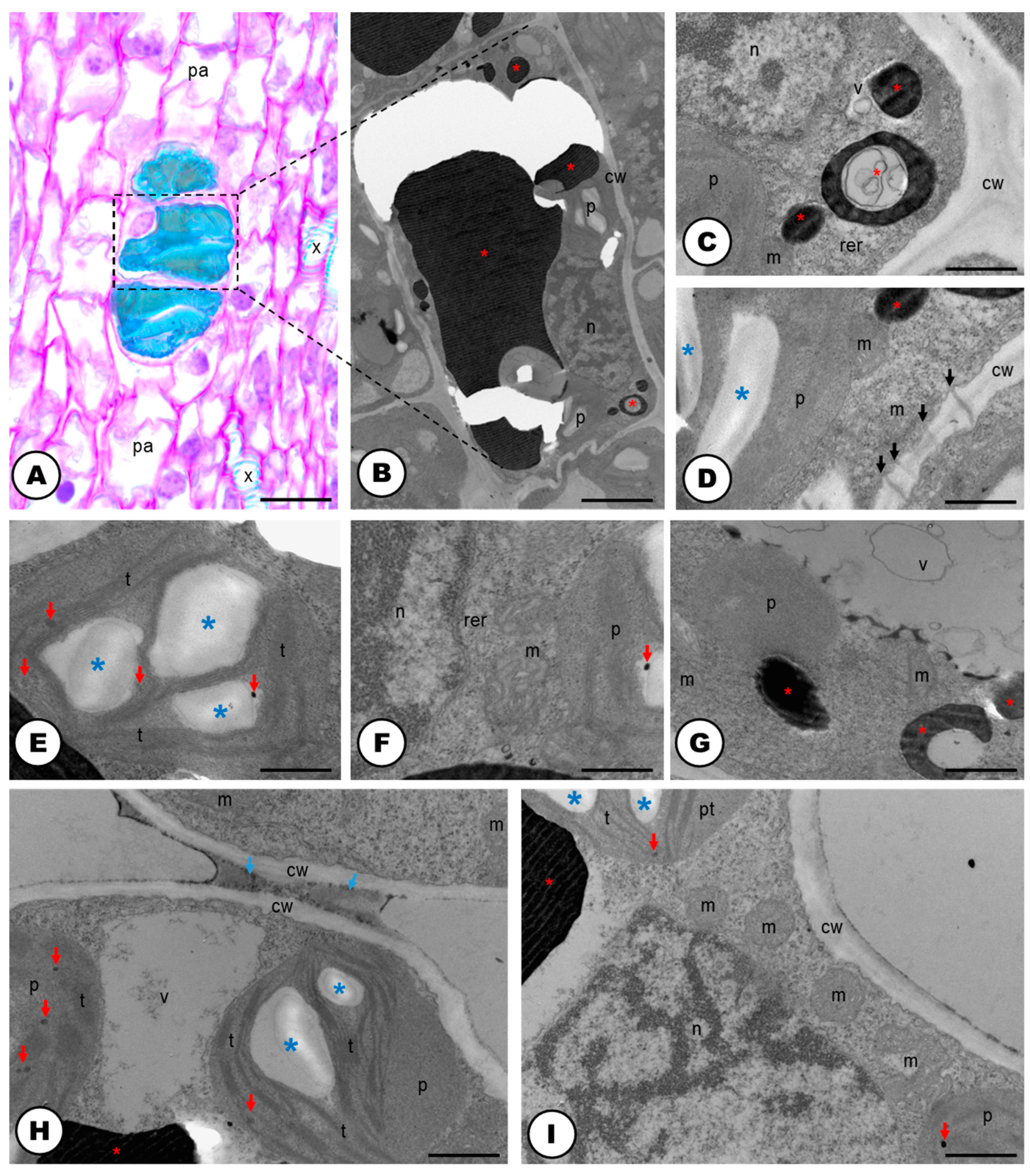 Plants 13 00864 g007