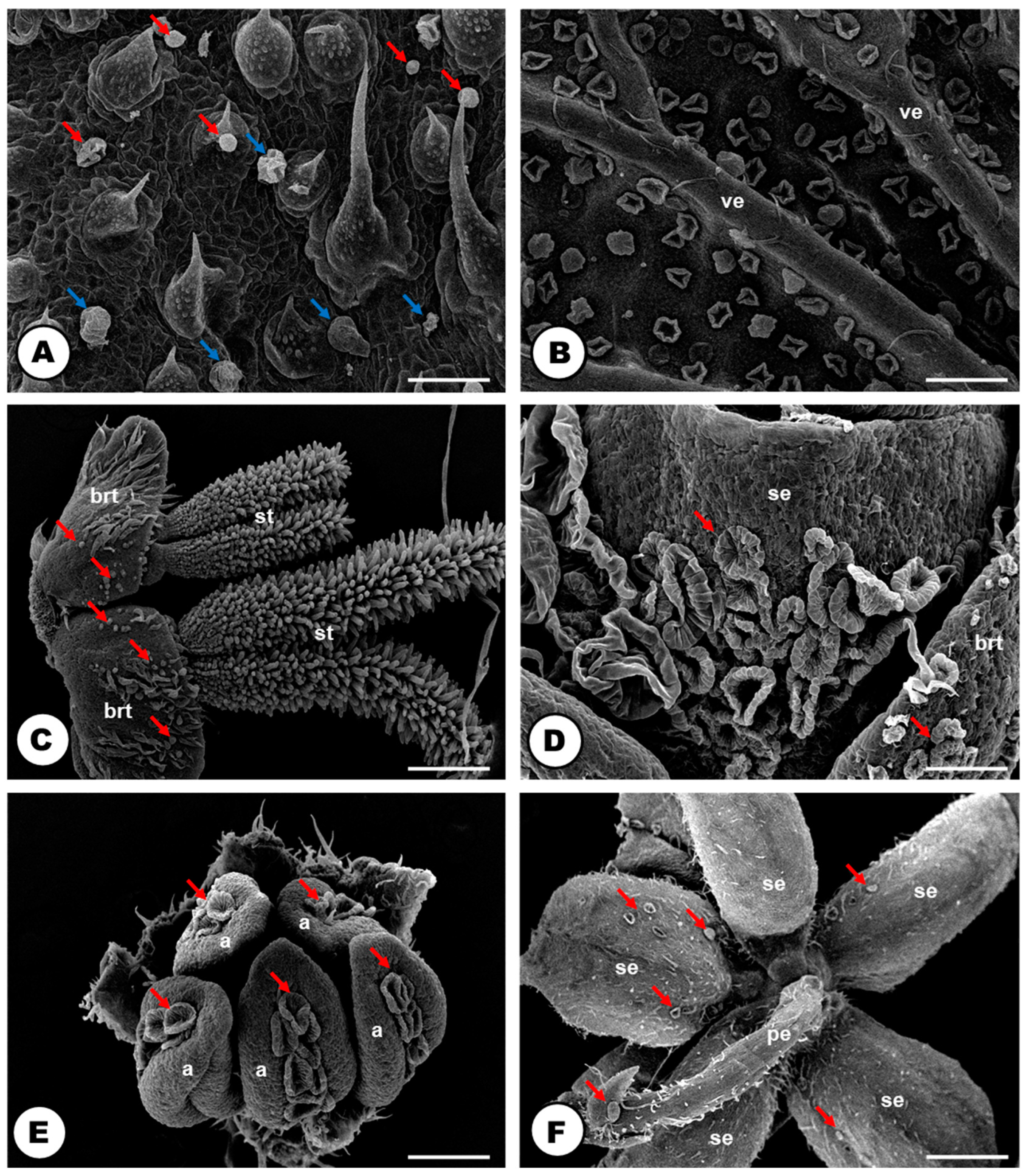 Plants 13 00864 g008