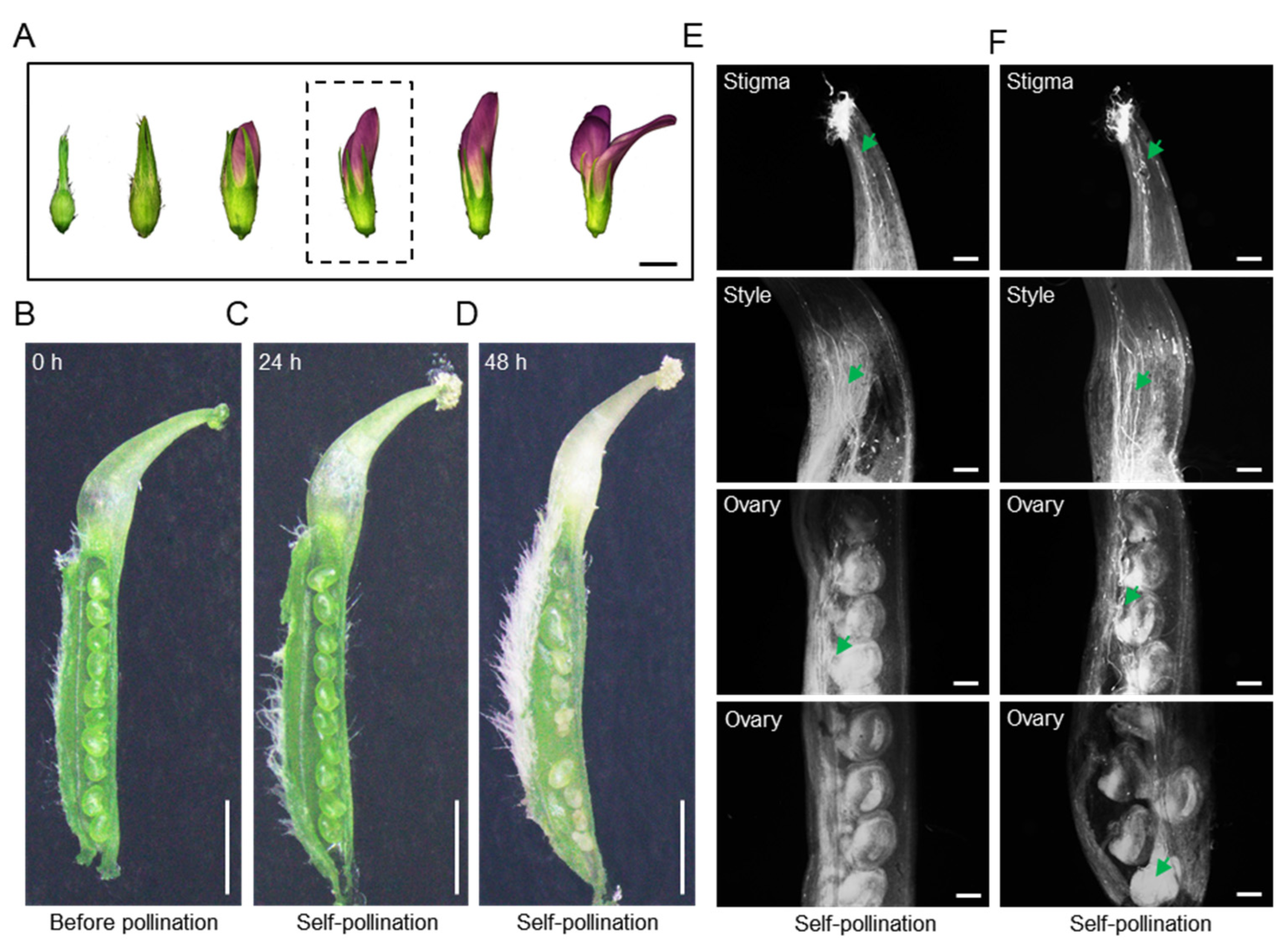 Plants | Free Full-Text | Transcriptomic Analysis of Self 