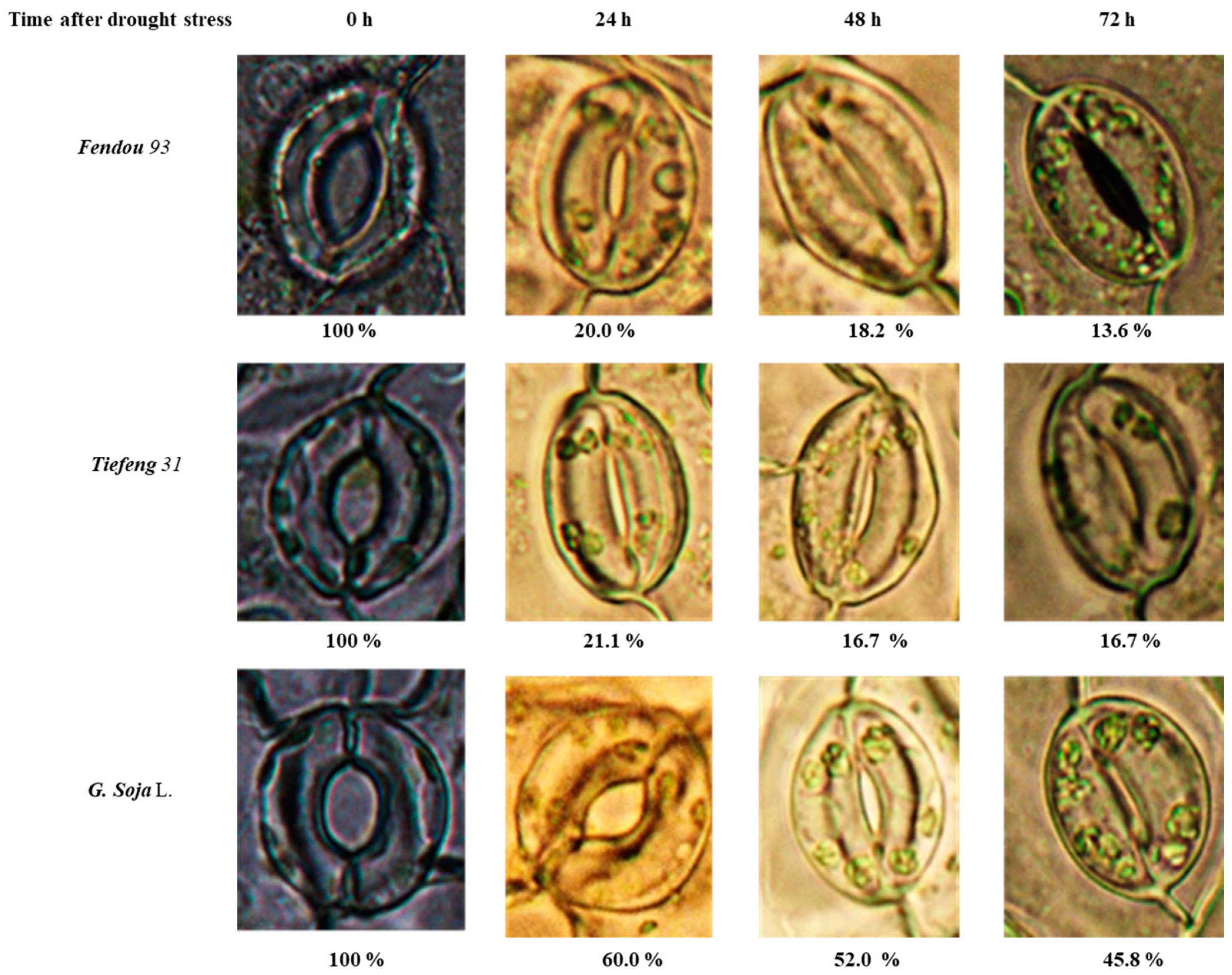 Plants 13 00880 g002