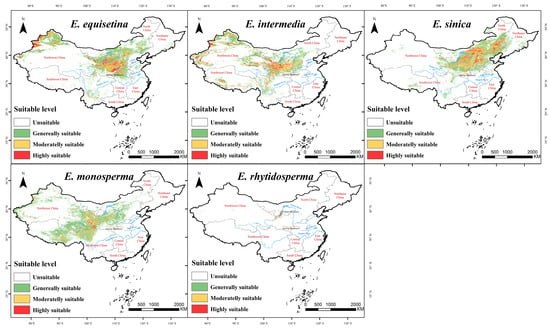 Distribution Pattern of Suitable Areas and Corridor Identification  