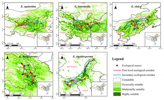 Plants Free Full Text Distribution Pattern of Suitable Areas  