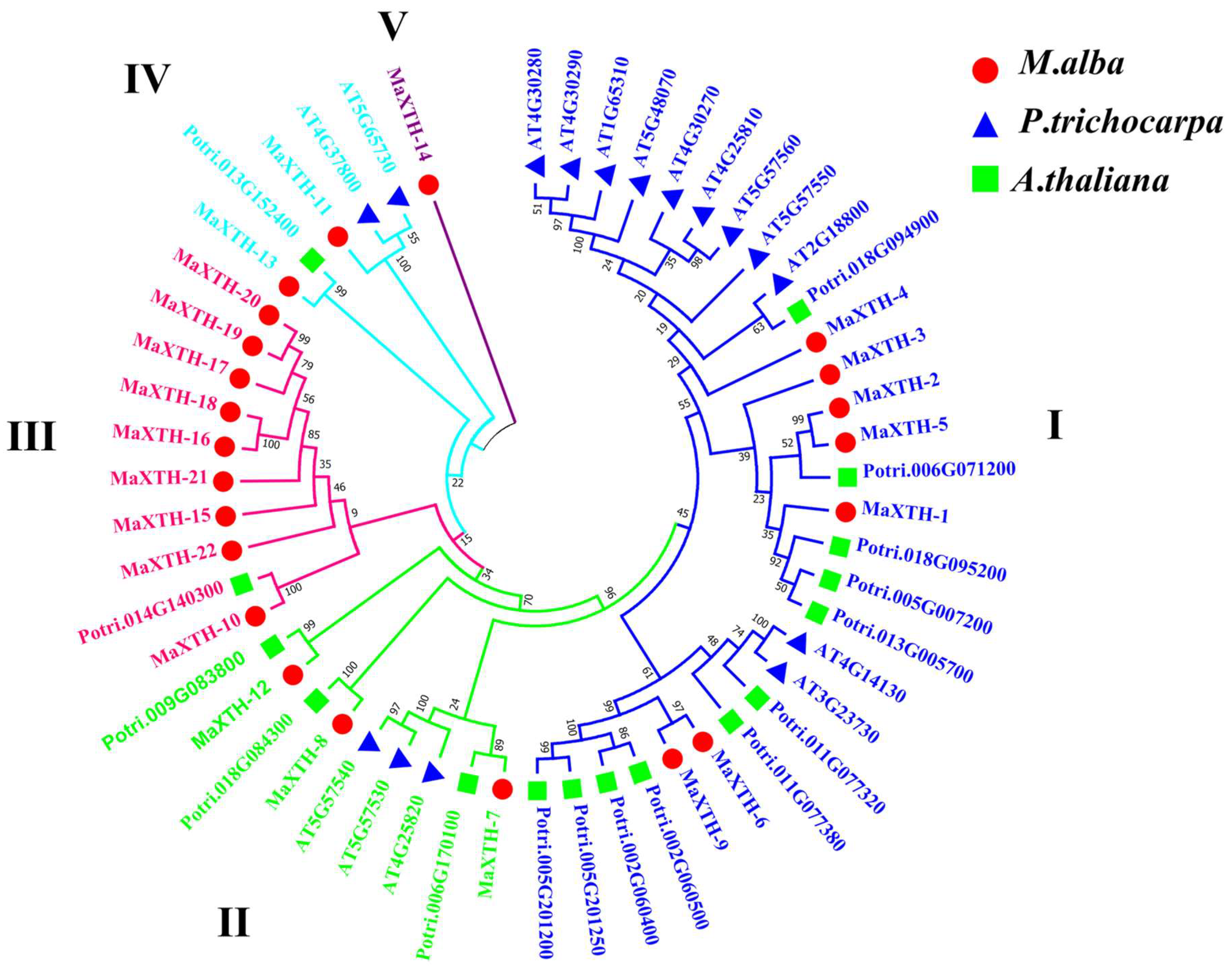 Plants 13 00902 g004