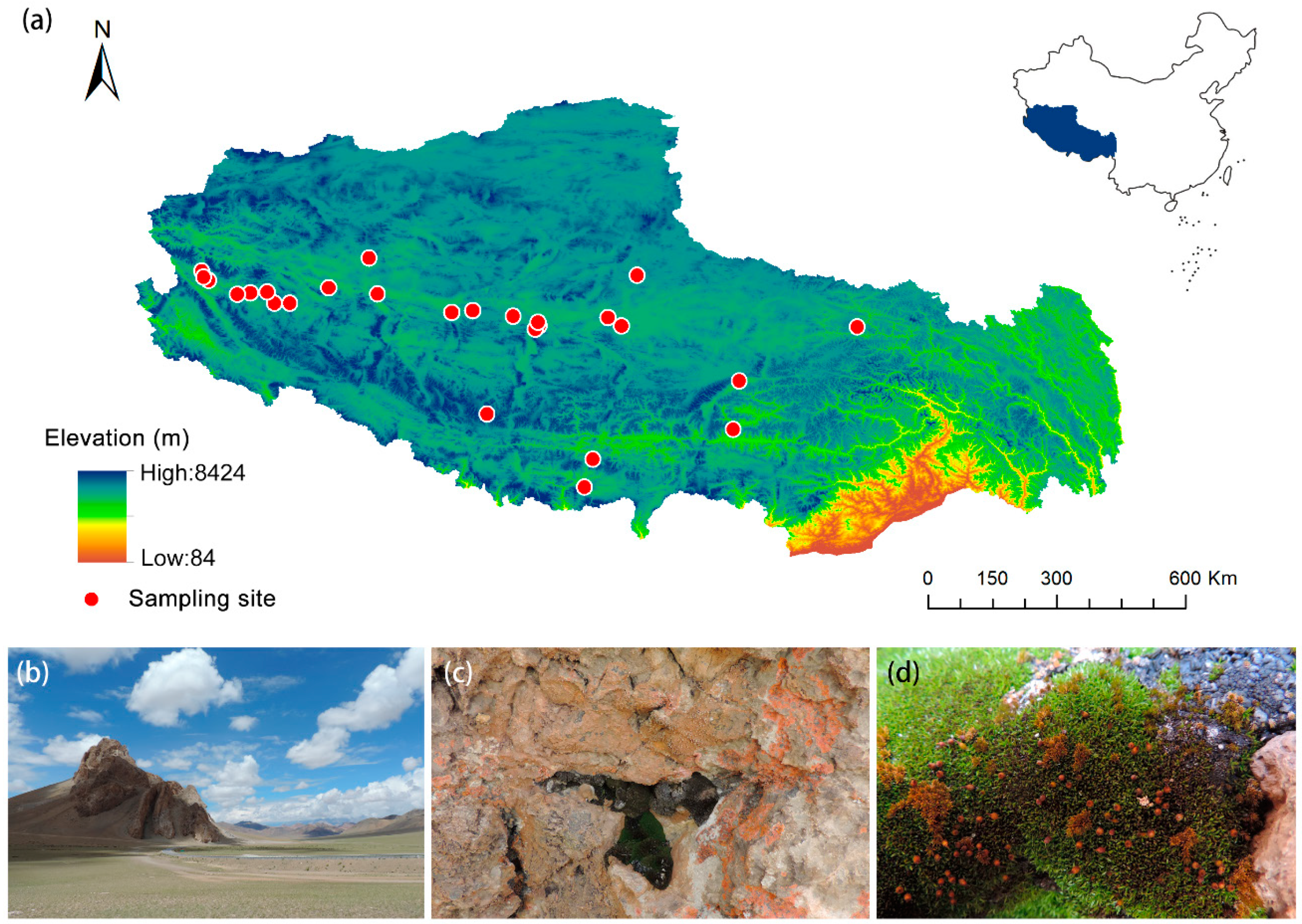 Plants 13 00921 g007