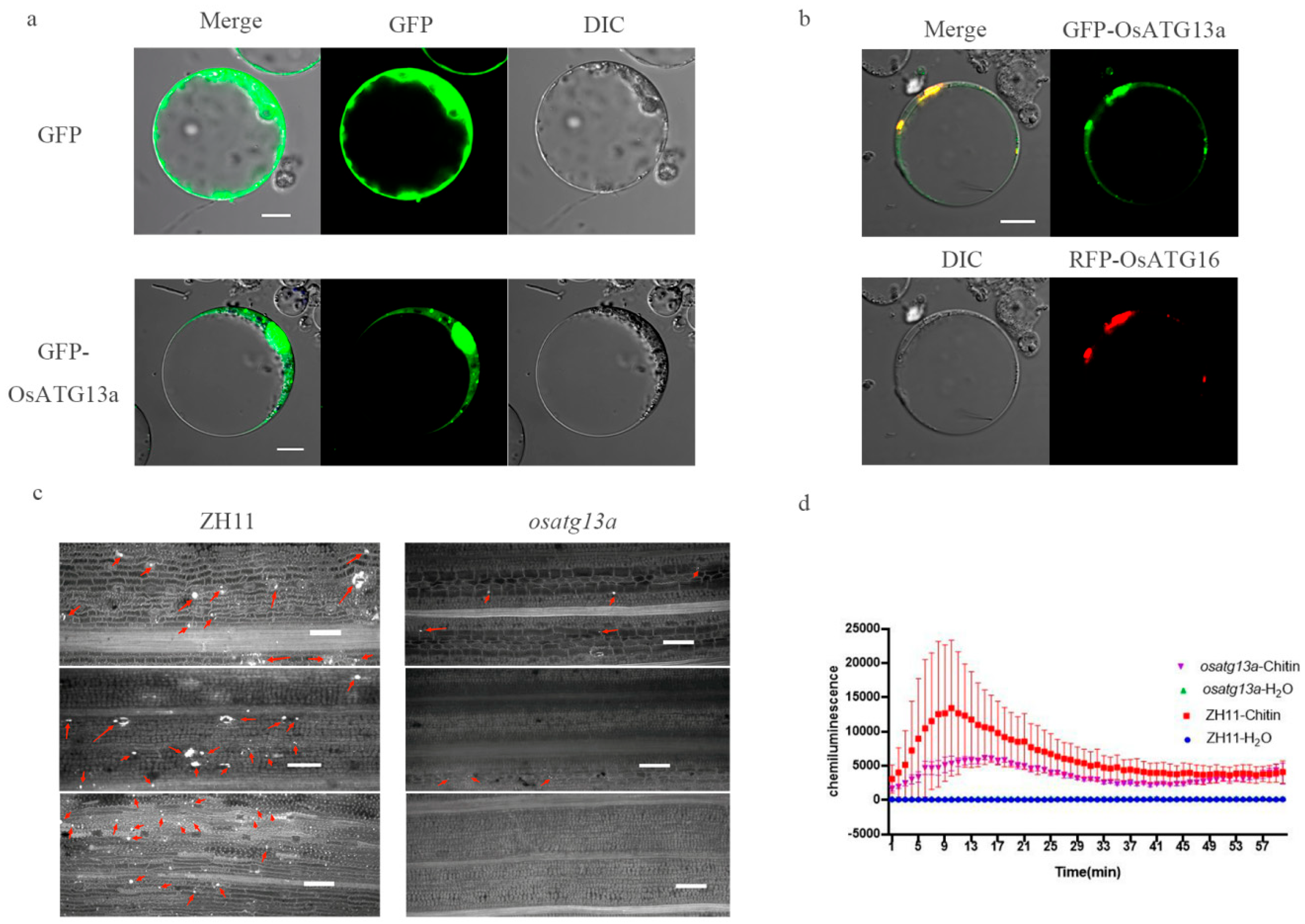 Plants 13 00927 g007
