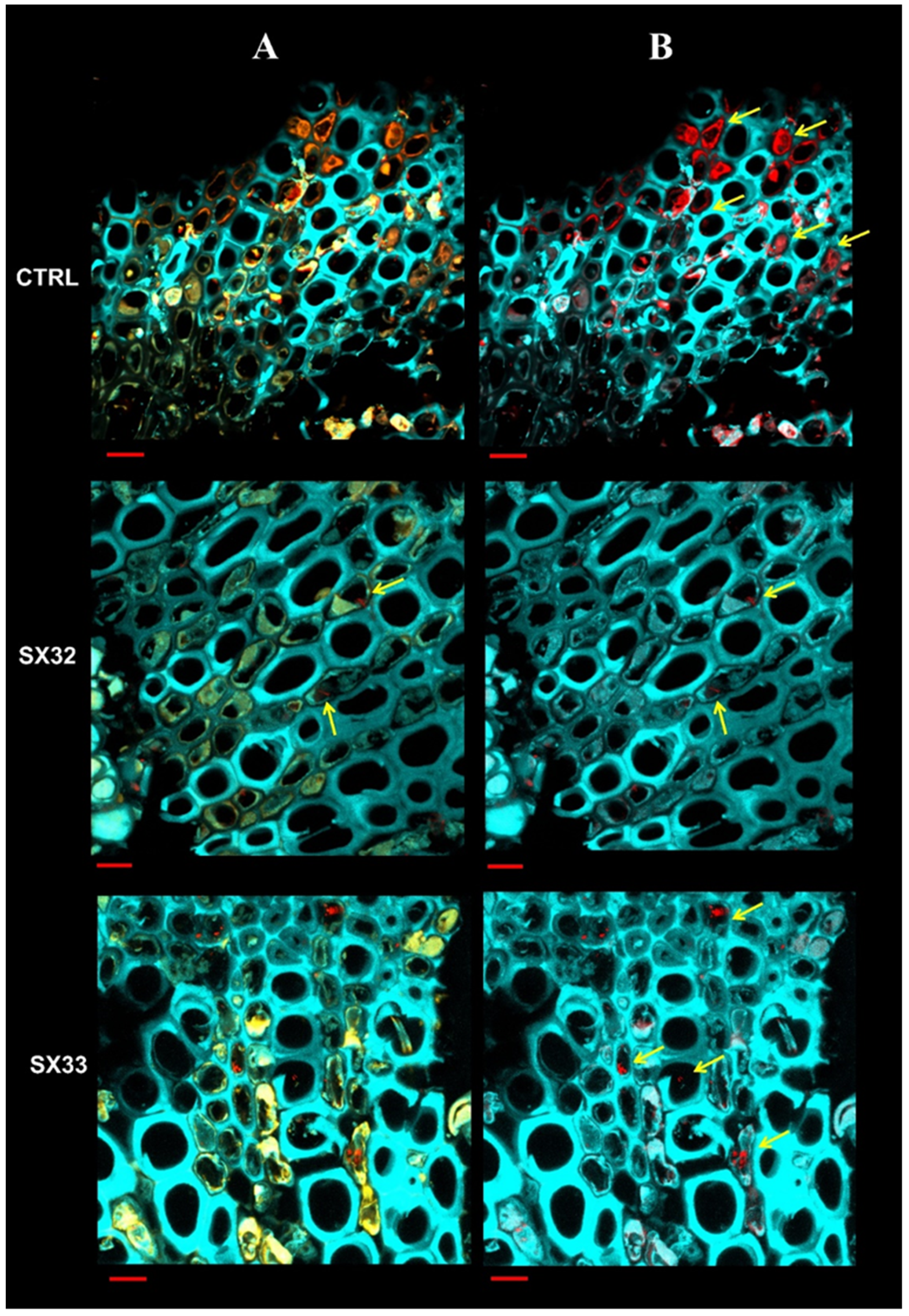 Plants 13 00930 g006a