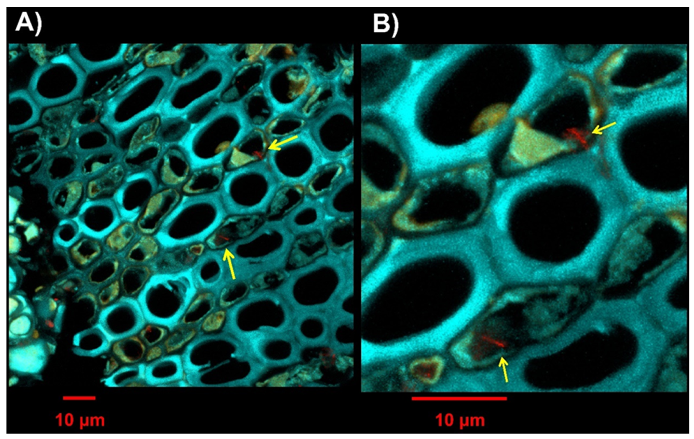 Plants 13 00930 g007