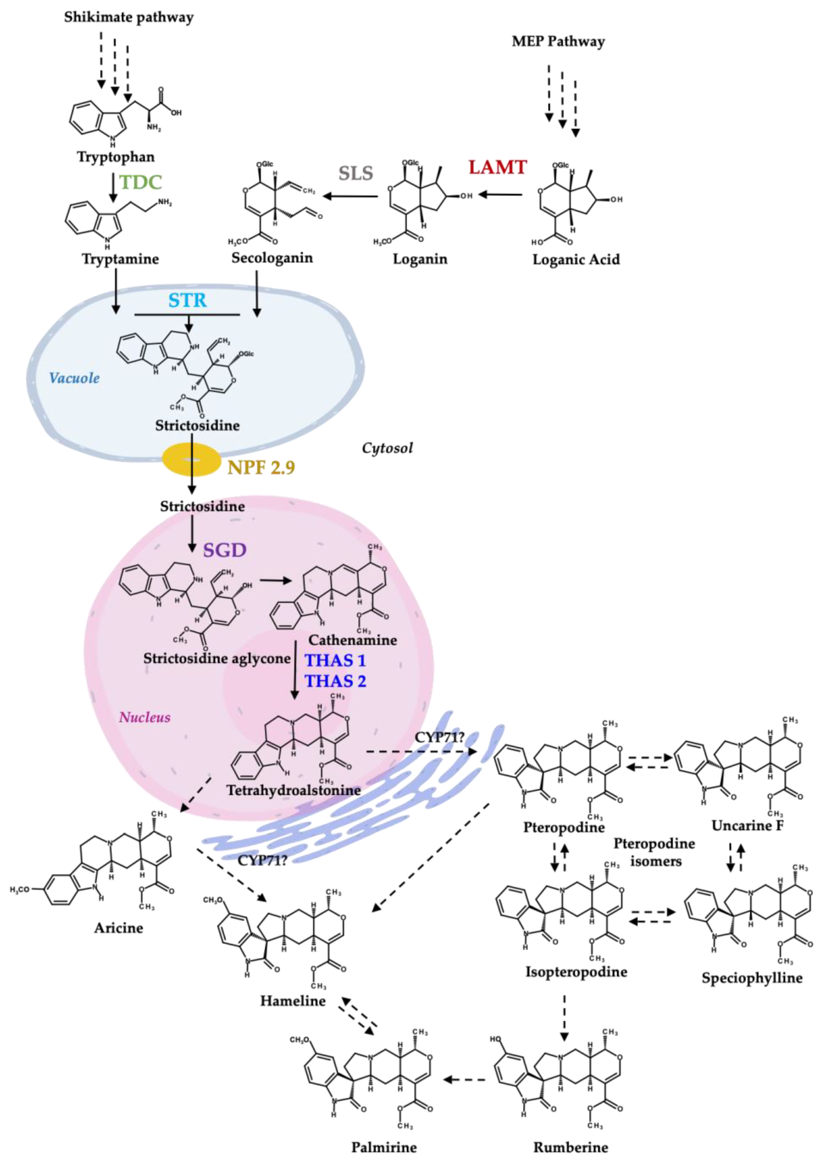 Plants 13 00966 g001