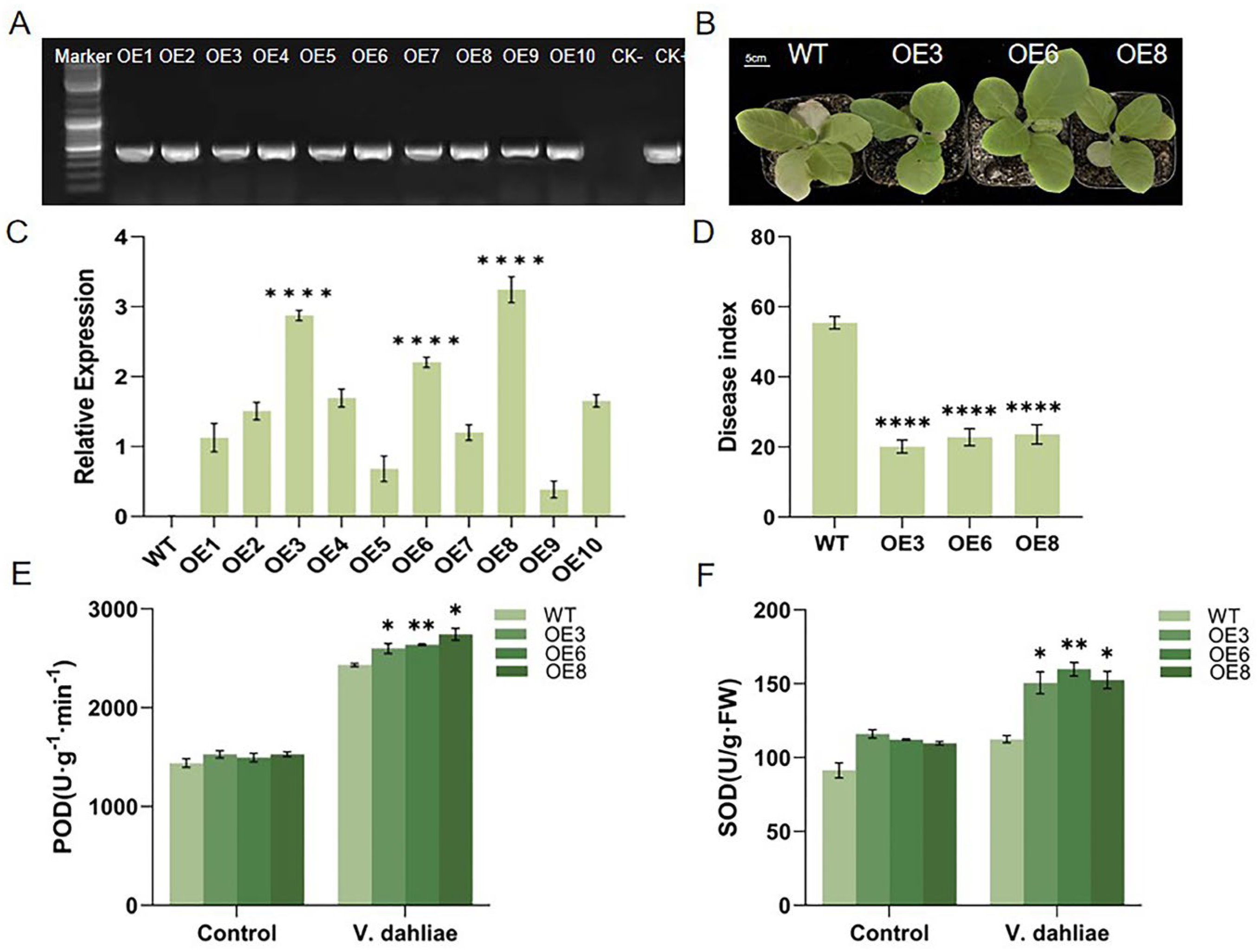 Plants 13 01005 g004
