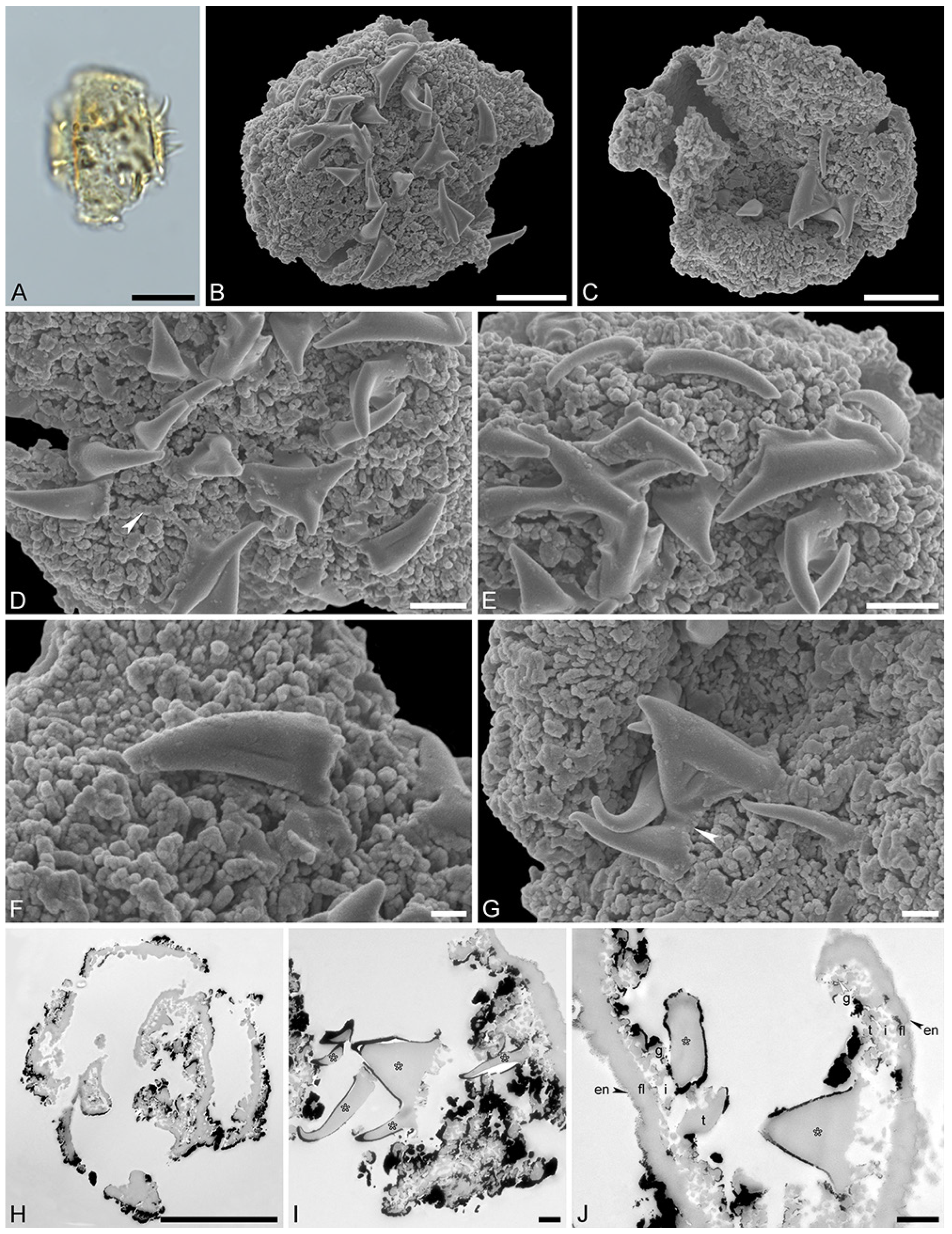 Plants 13 01008 g003