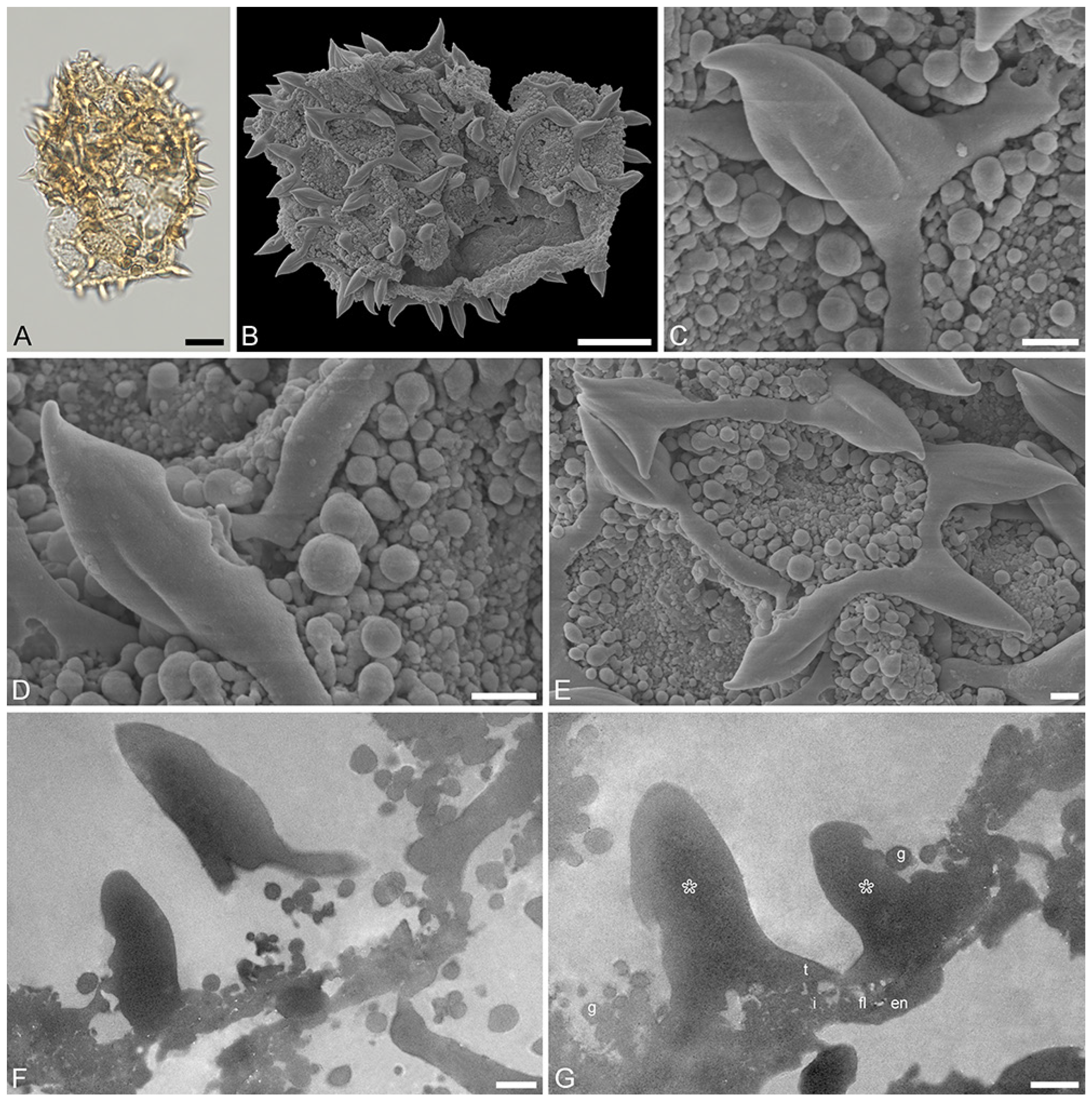 Plants 13 01008 g005