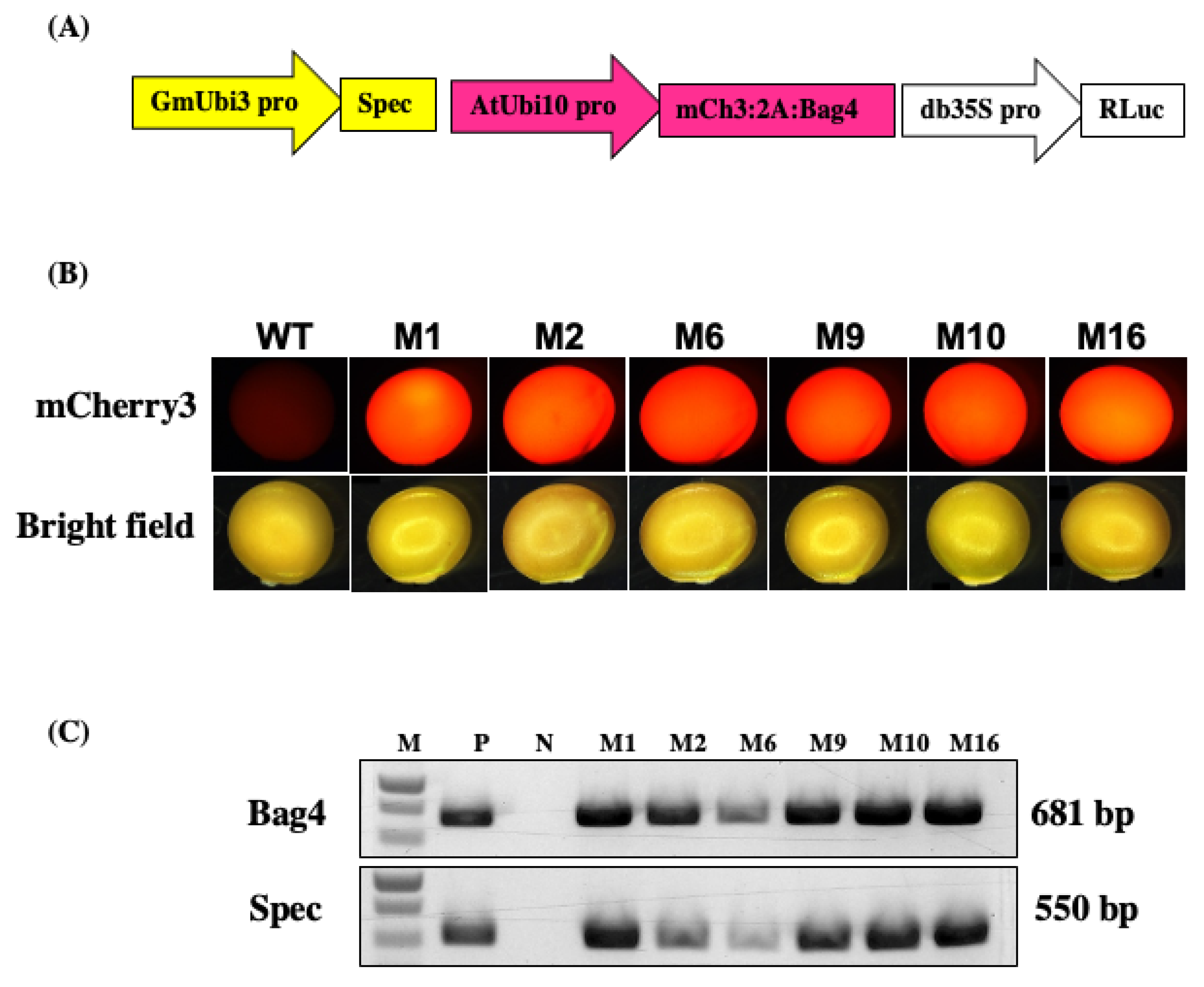 Plants 13 01013 g003 Plants 13 01013 g003