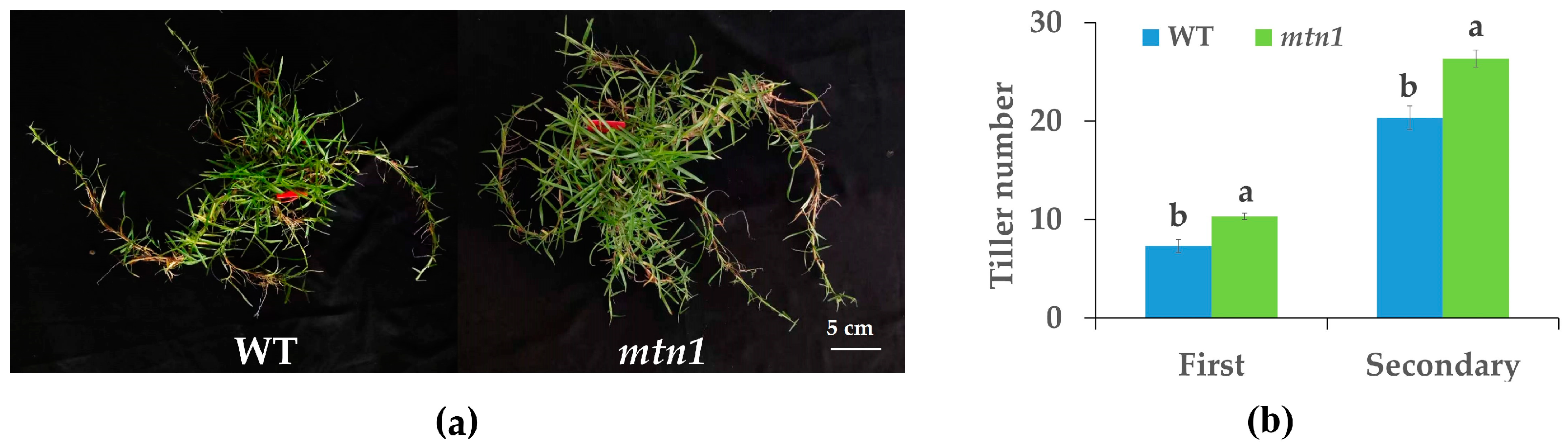 Plants 13 01028 g001 Plants 13 01028 g001