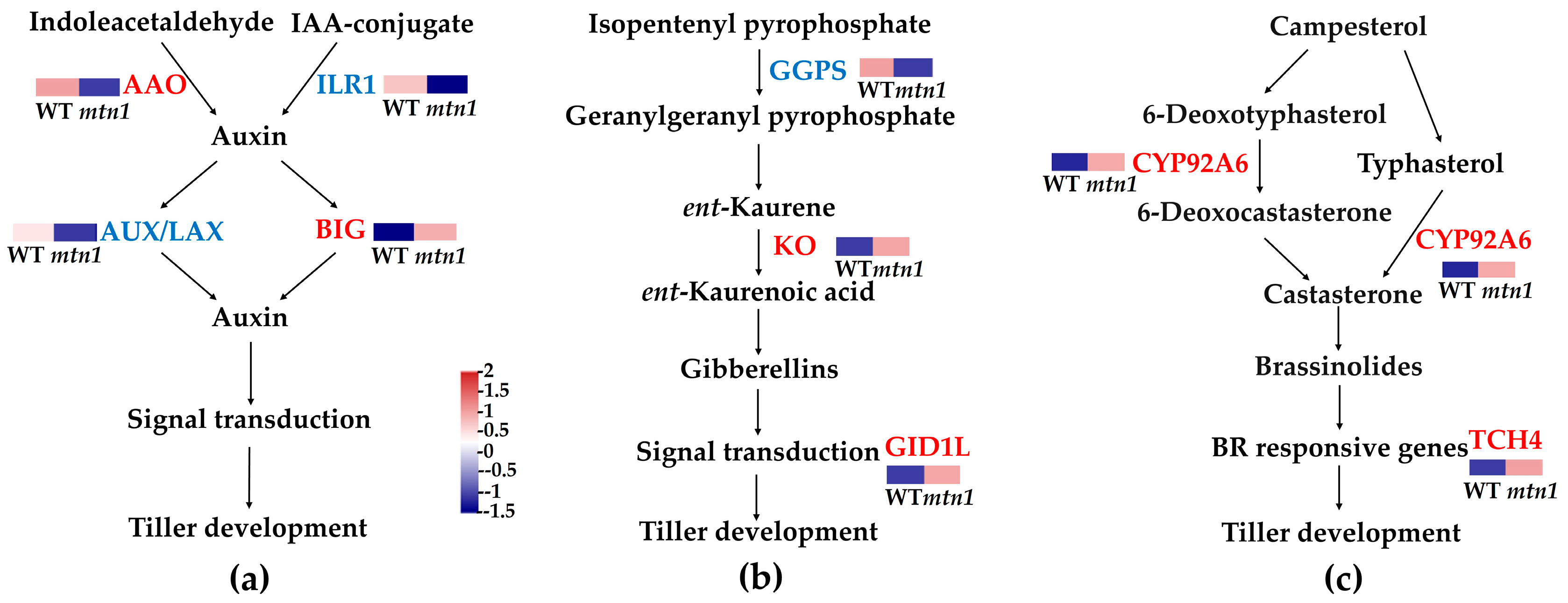 Plants 13 01028 g007 Plants 13 01028 g007