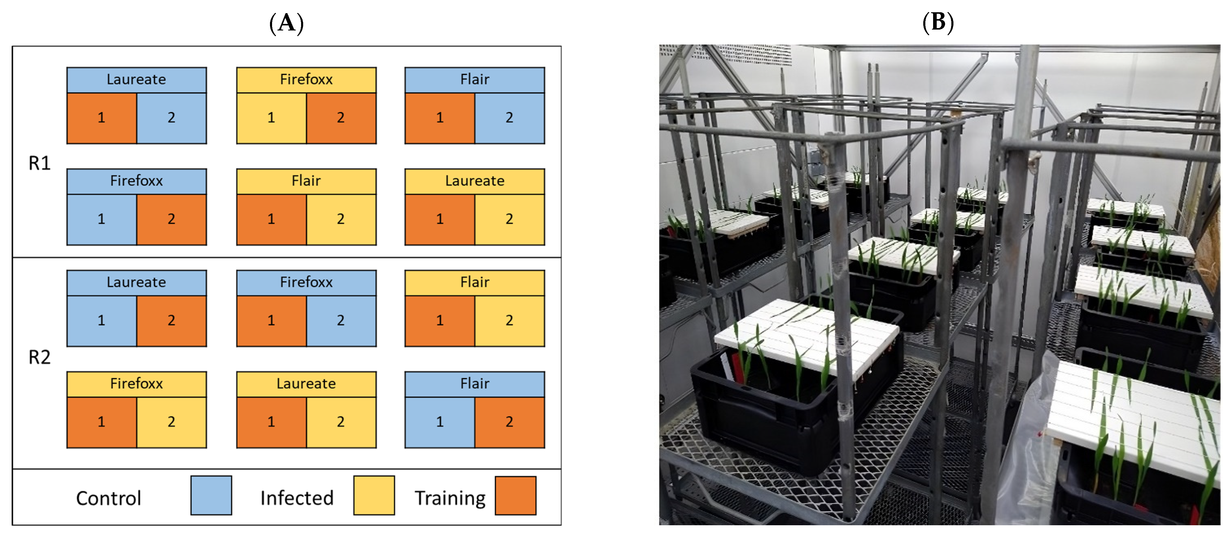 Plants 13 01039 g001 Plants 13 01039 g001