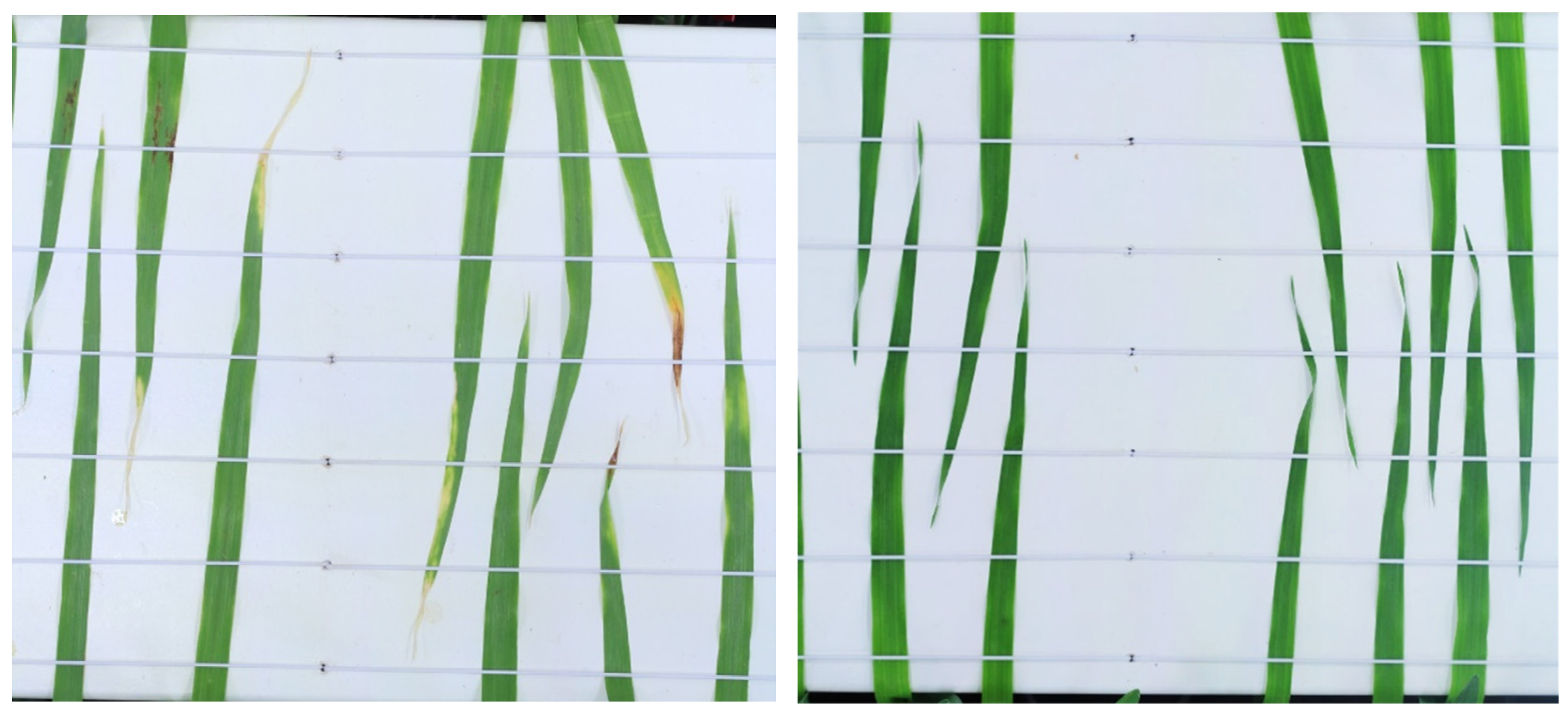 Plants 13 01039 g002 Plants 13 01039 g002