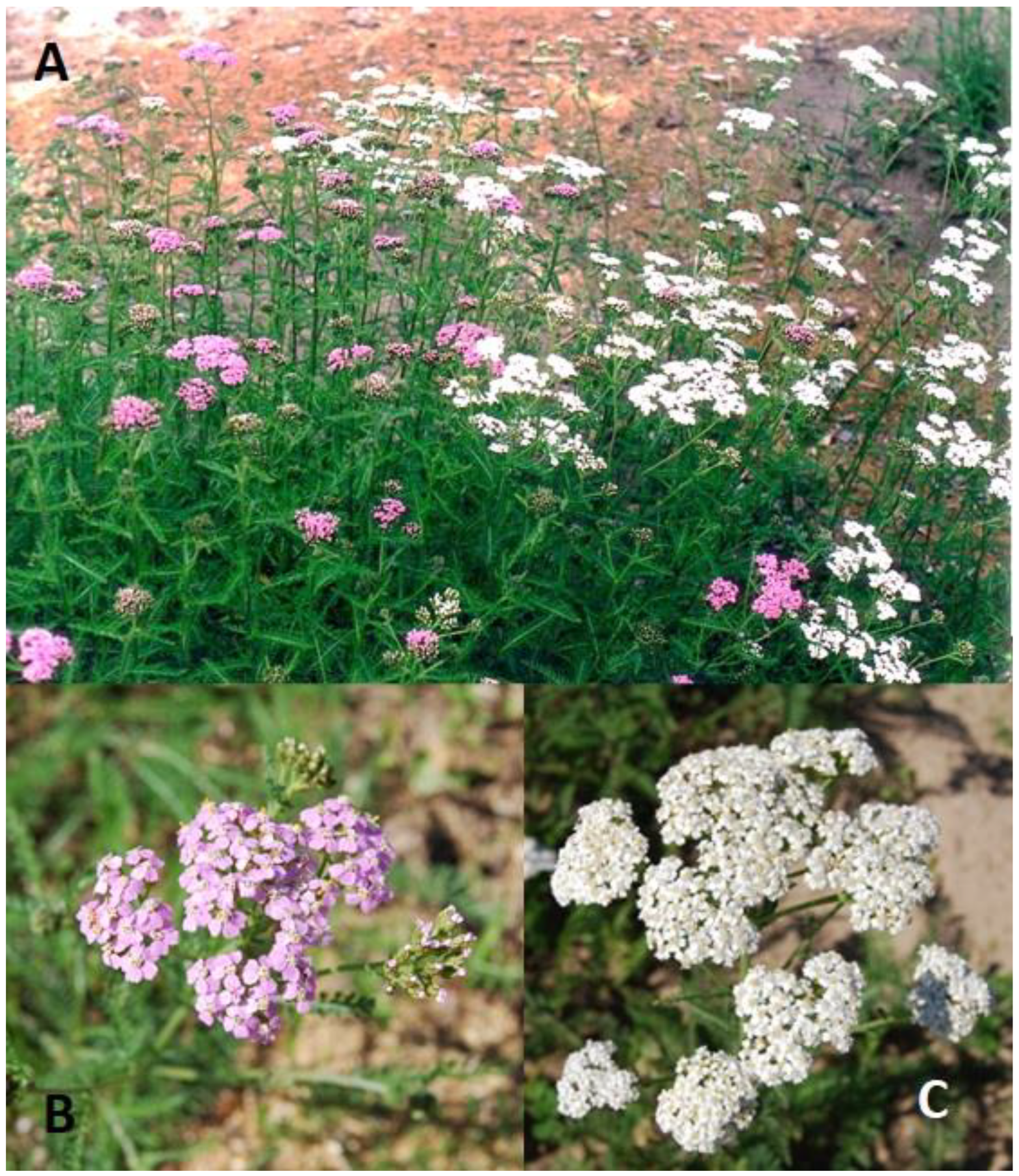 Plants 13 01043 g005