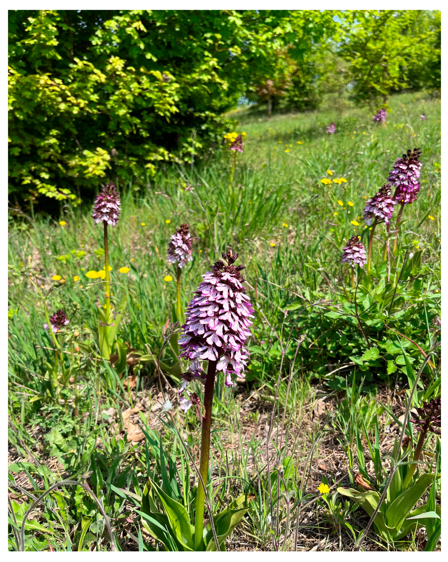 Plants 13 01064 g001