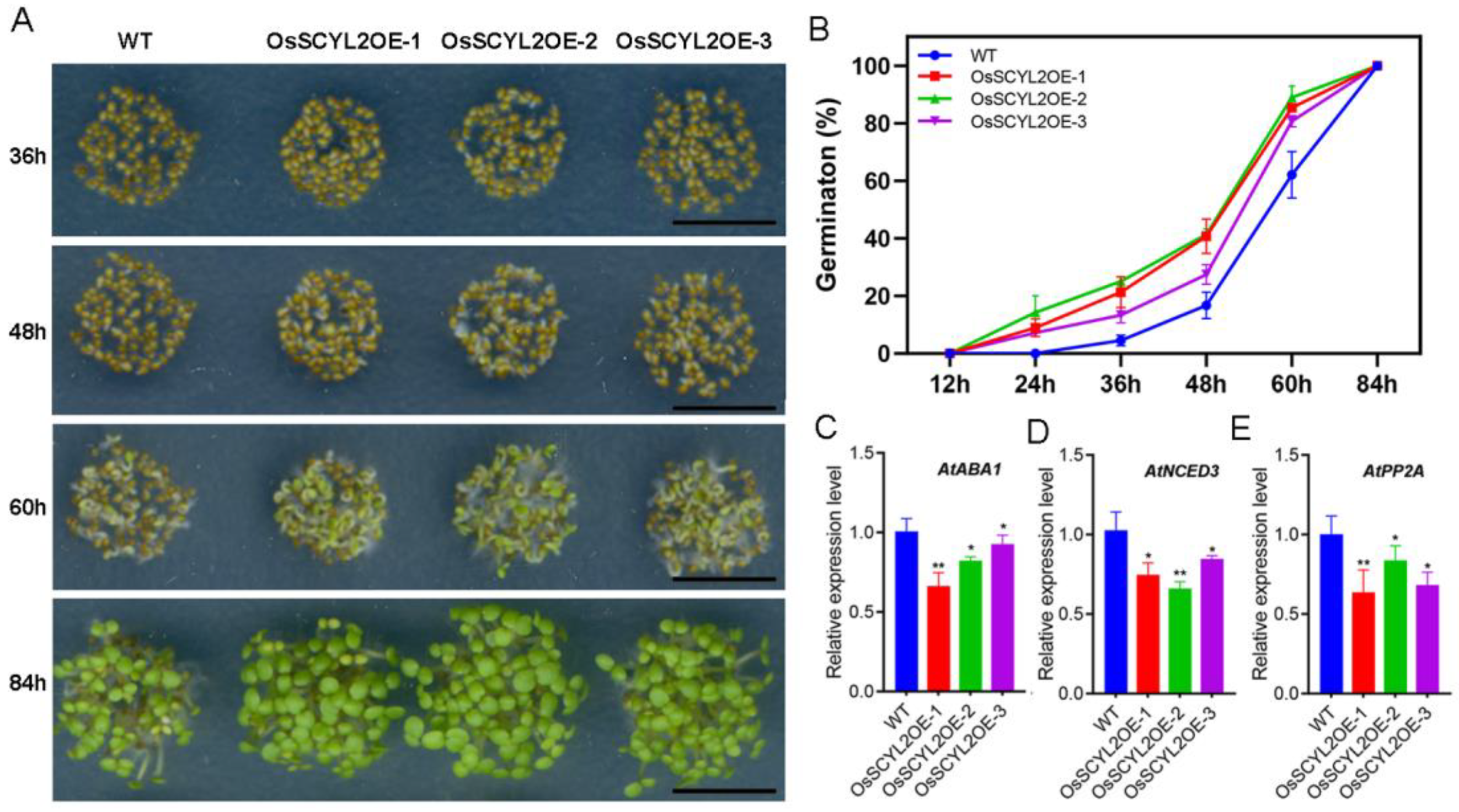 Plants 13 01088 g002