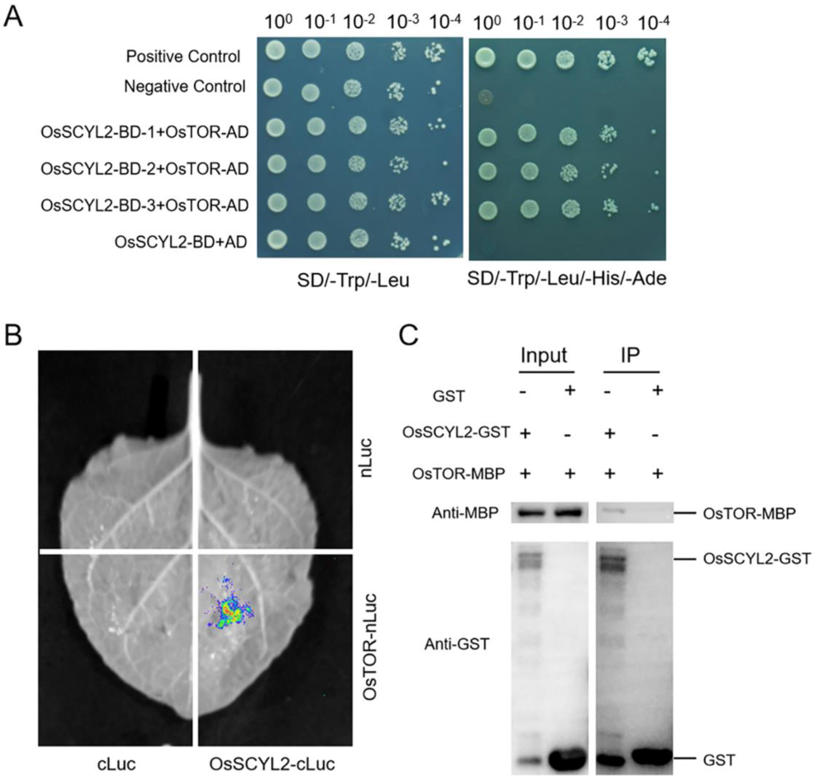 Plants 13 01088 g006