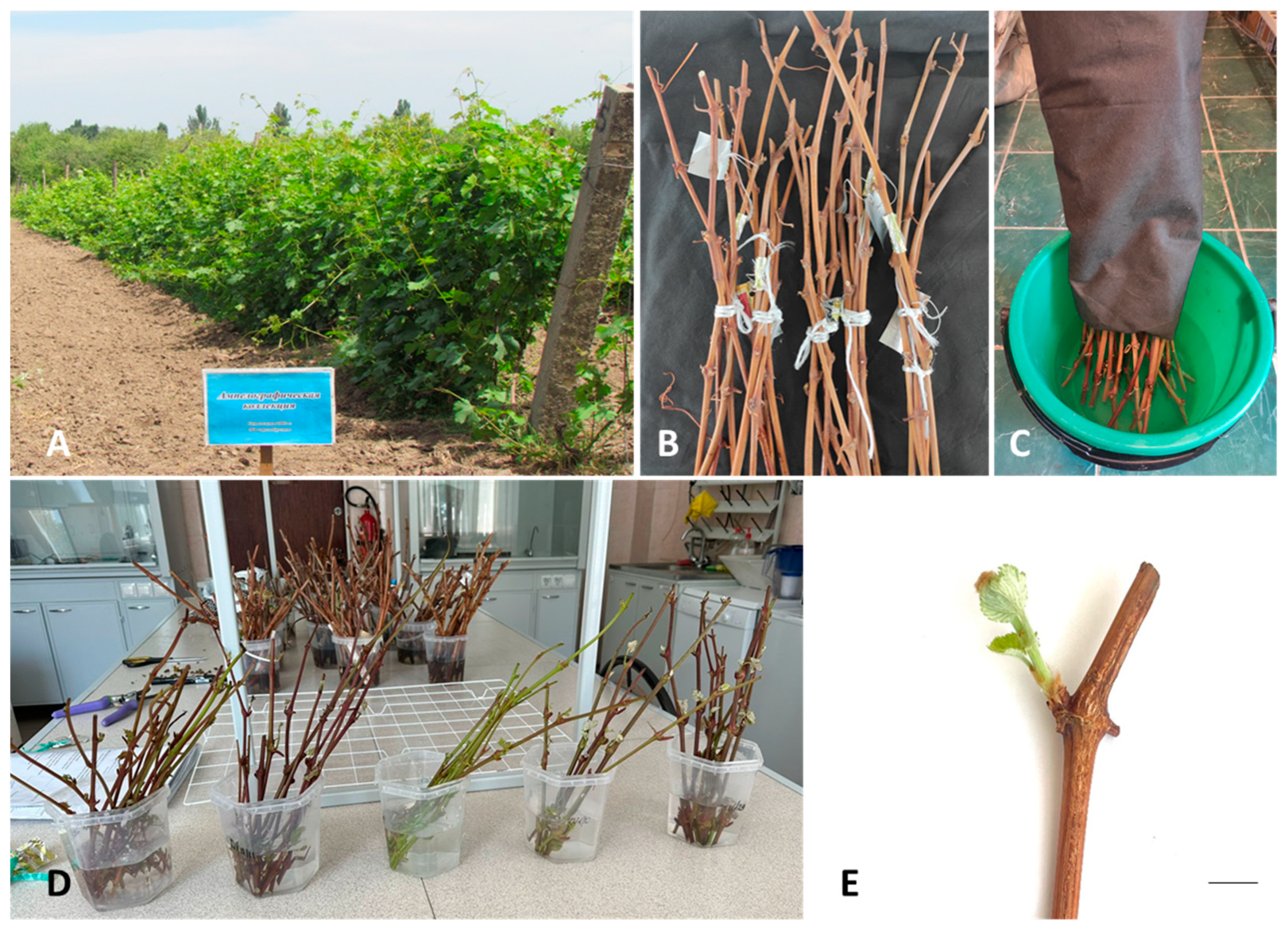 Plants 13 01089 g001