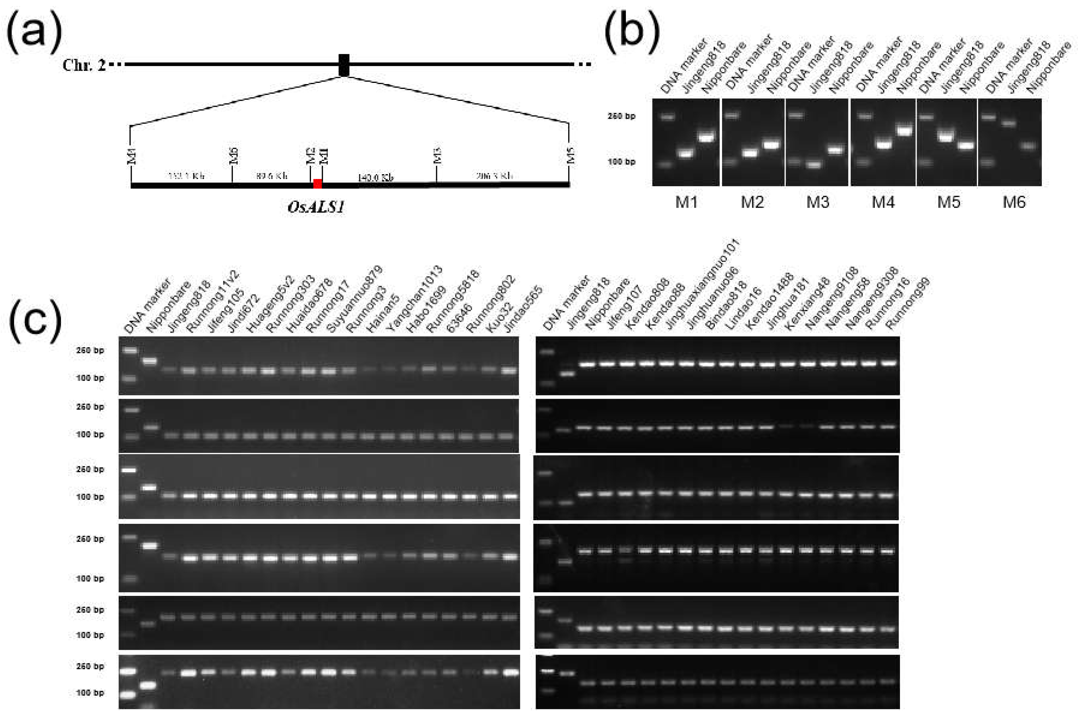 Plants 13 01097 g003