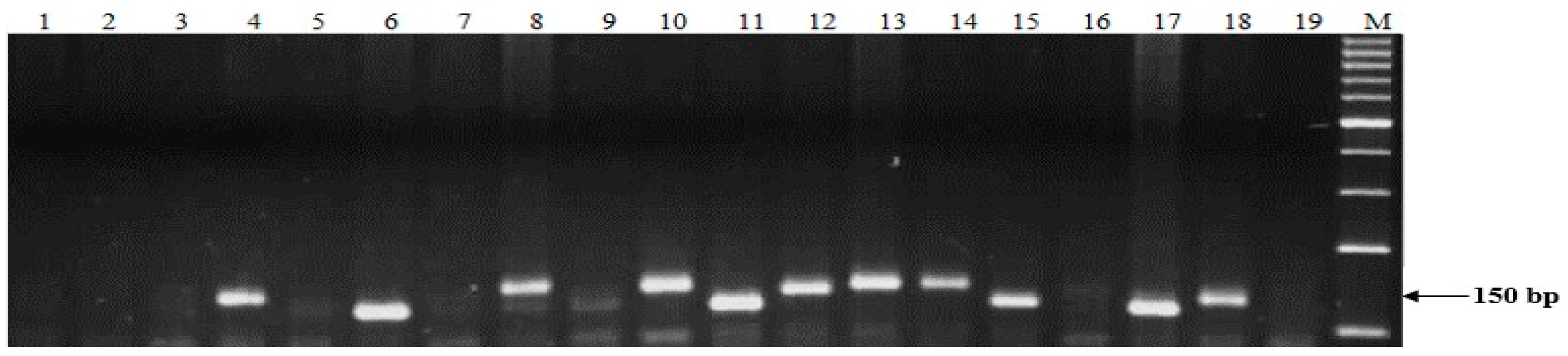 Plants 13 01113 g003