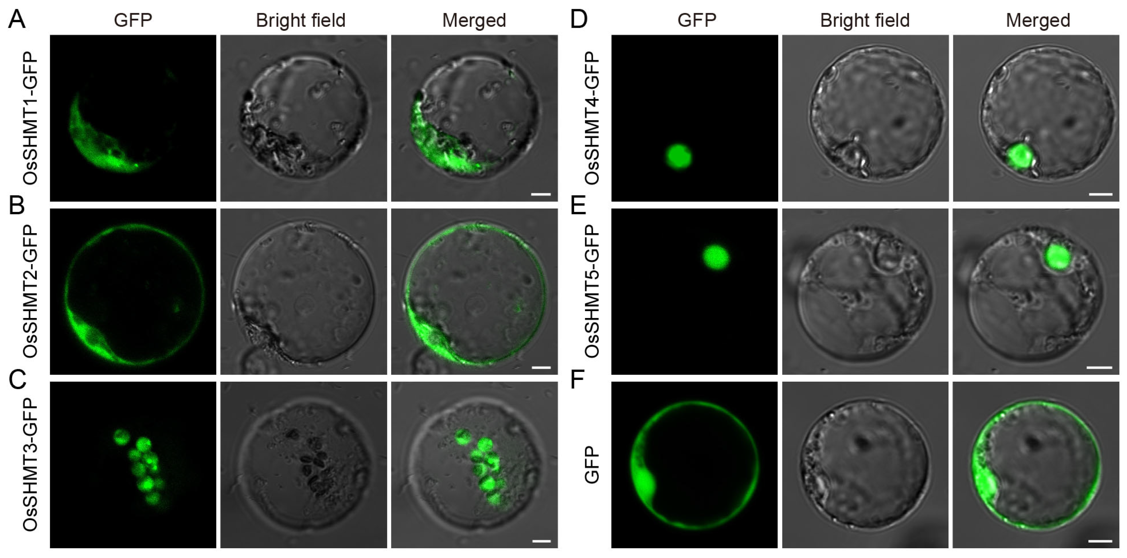 Plants 13 01116 g006