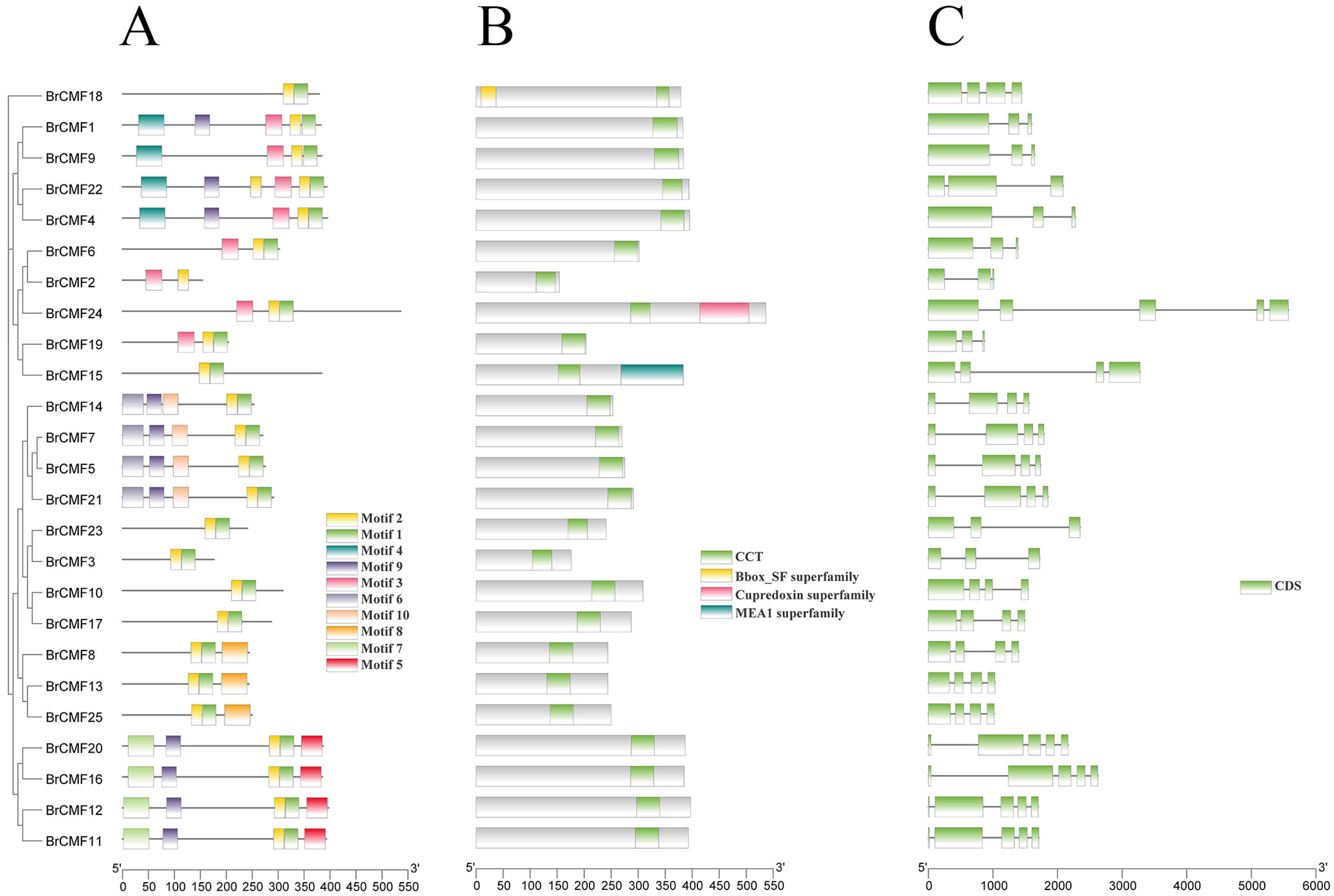 Plants 13 01118 g002