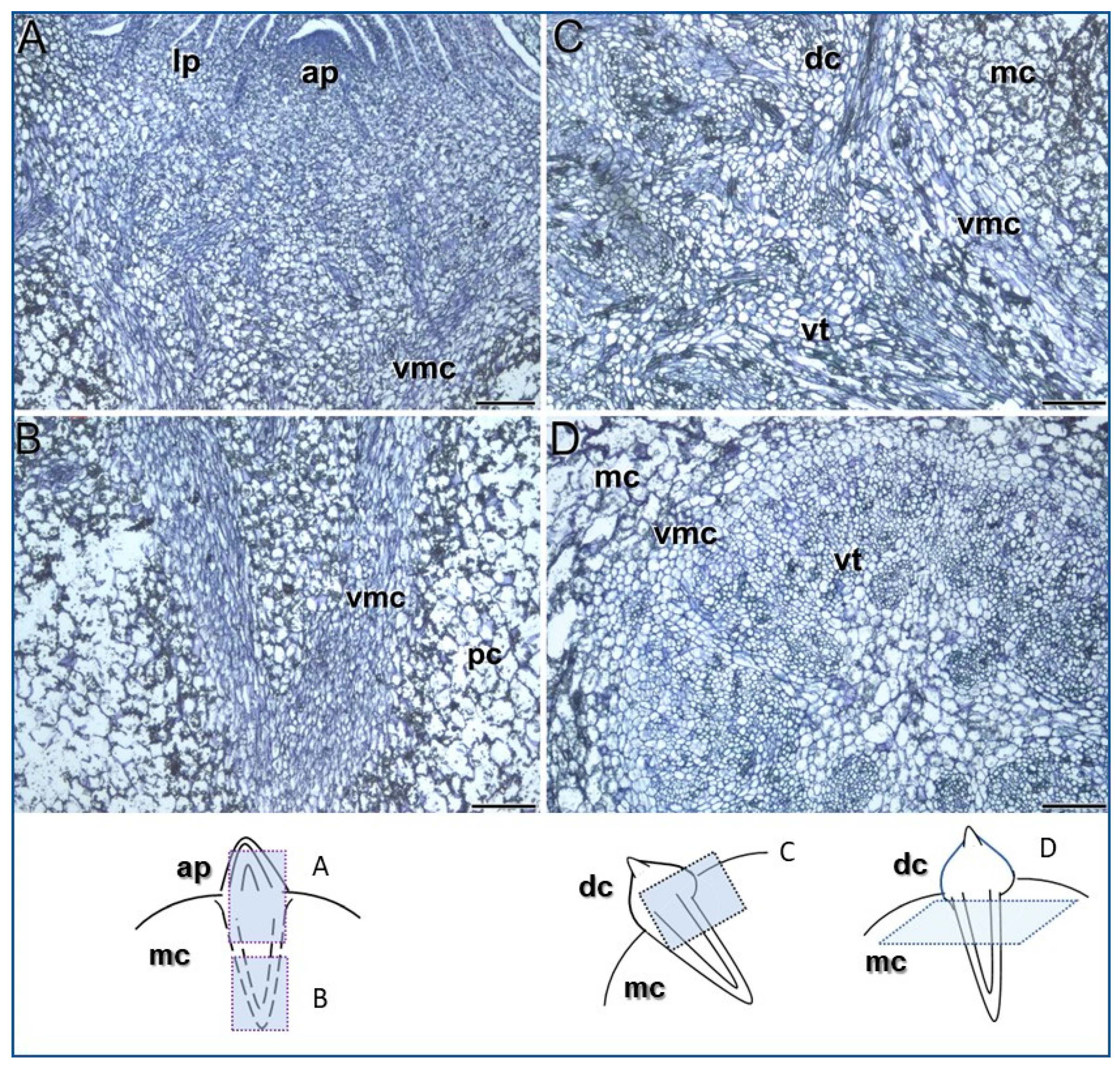 Plants 13 01125 g001