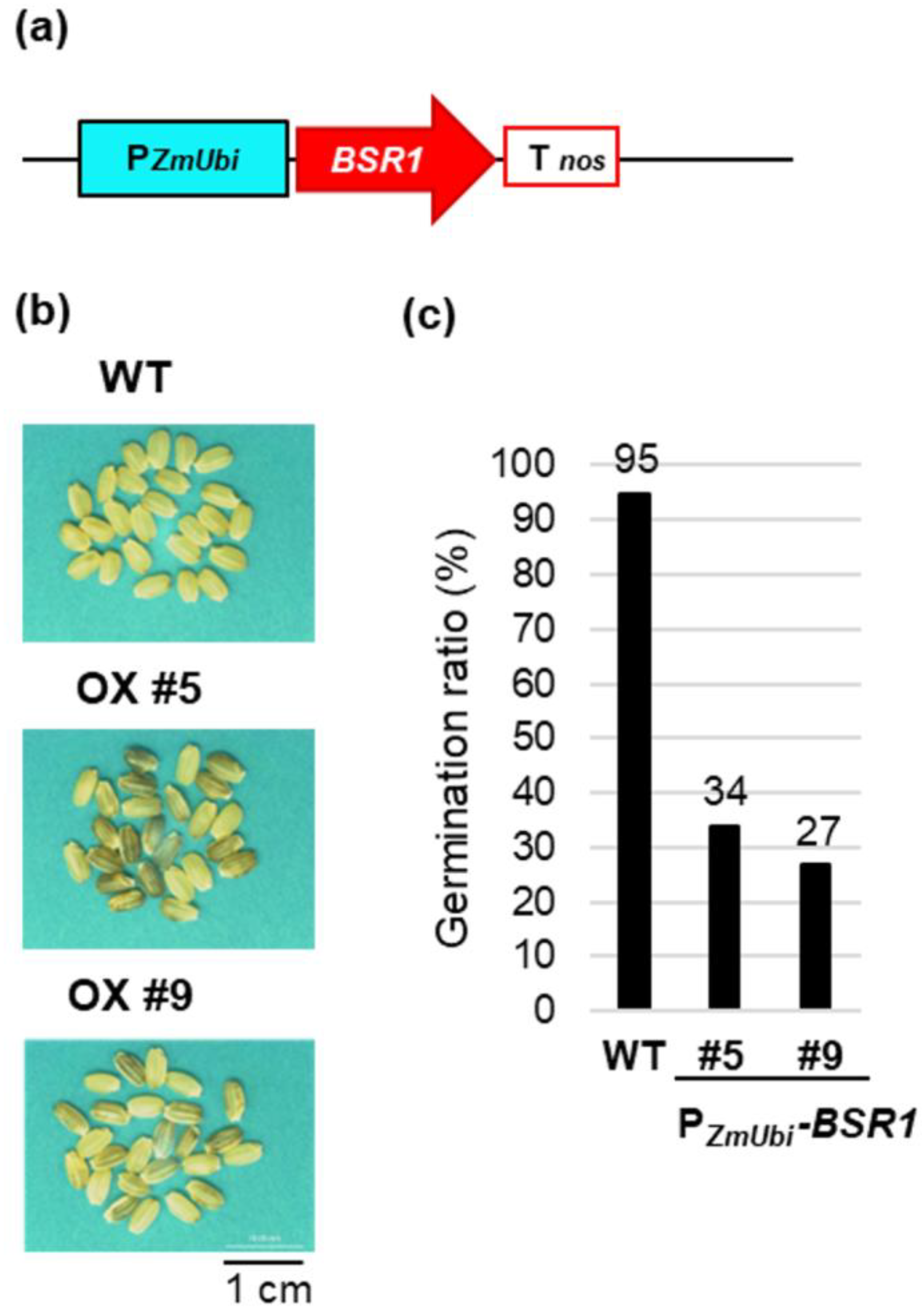 Plants 13 01138 g001 Plants 13 01138 g001