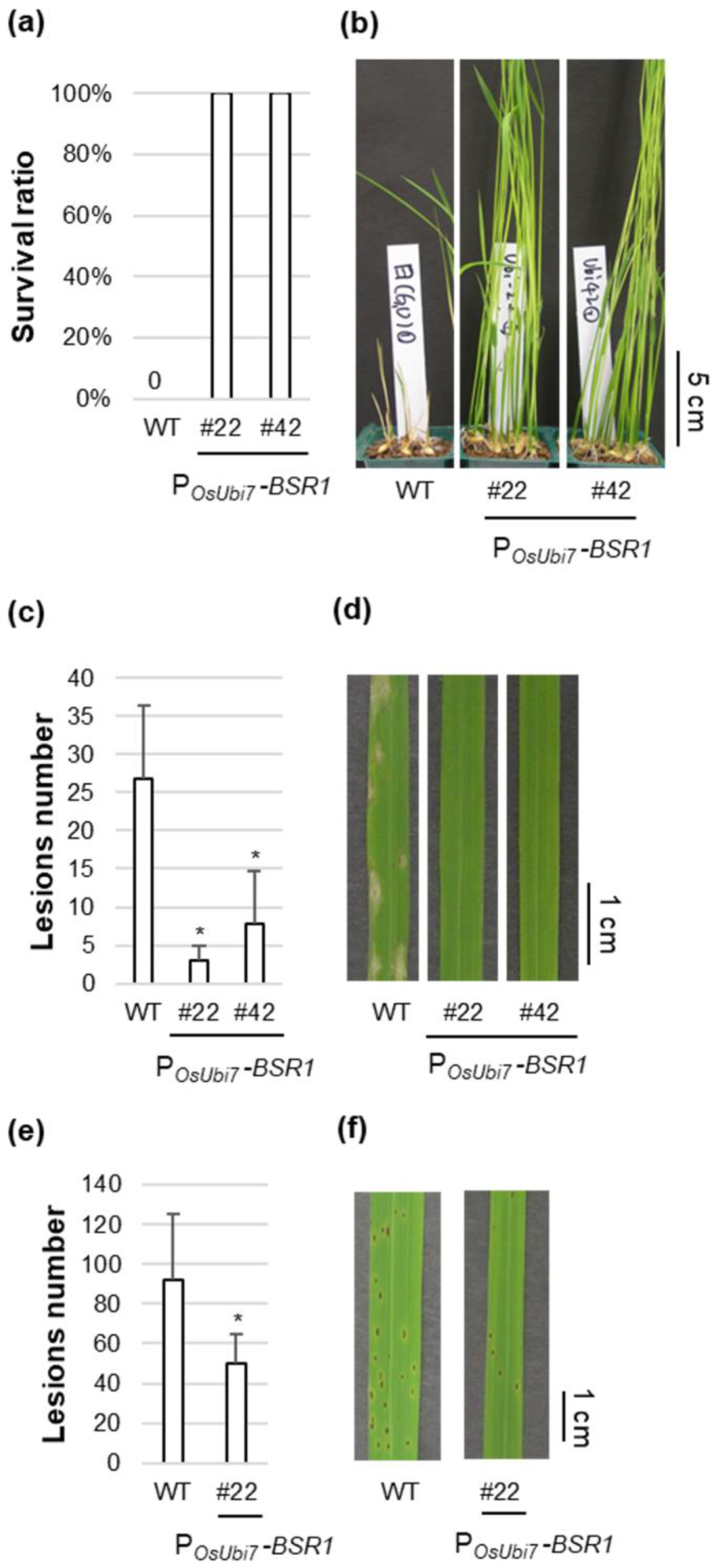 Plants 13 01138 g004 Plants 13 01138 g004