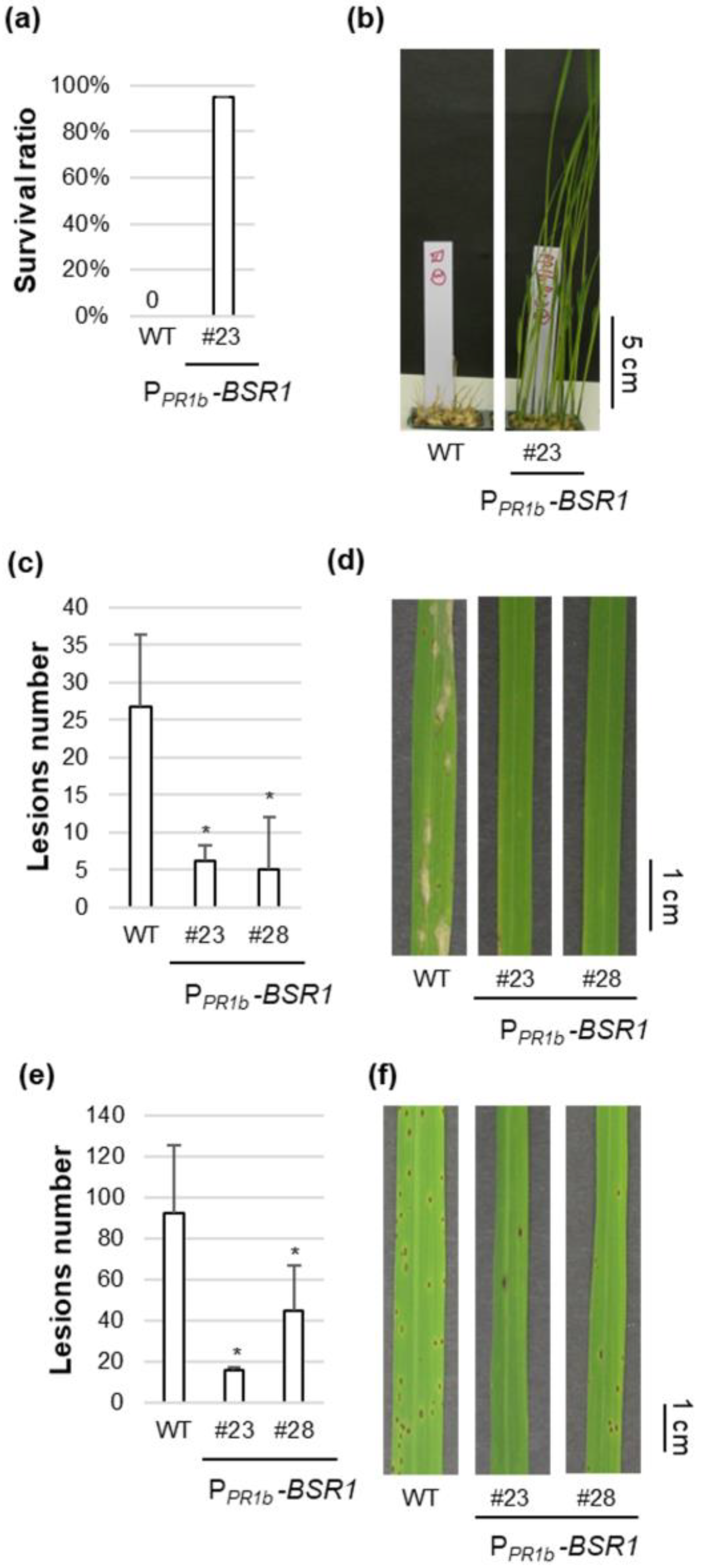 Plants 13 01138 g005 Plants 13 01138 g005