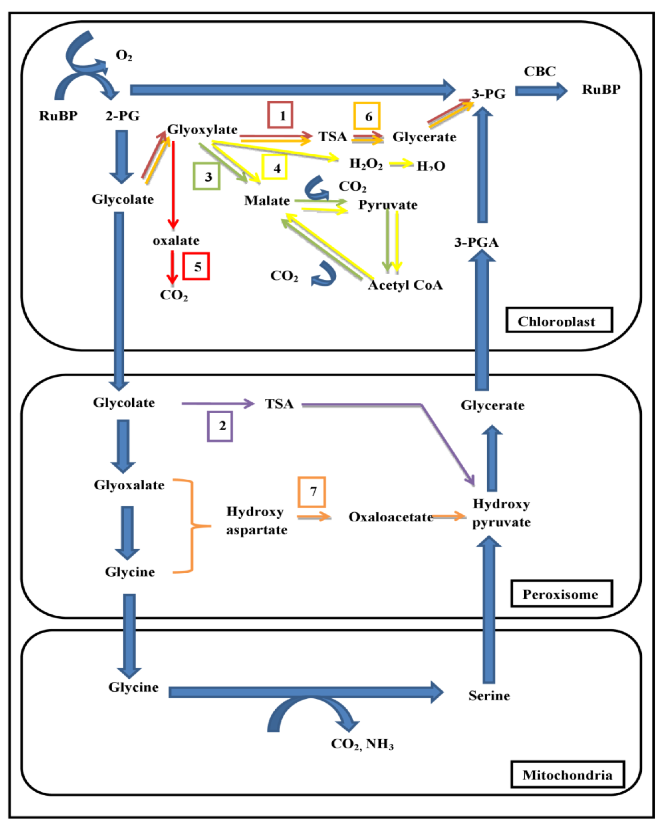 Plants 13 01317 g001