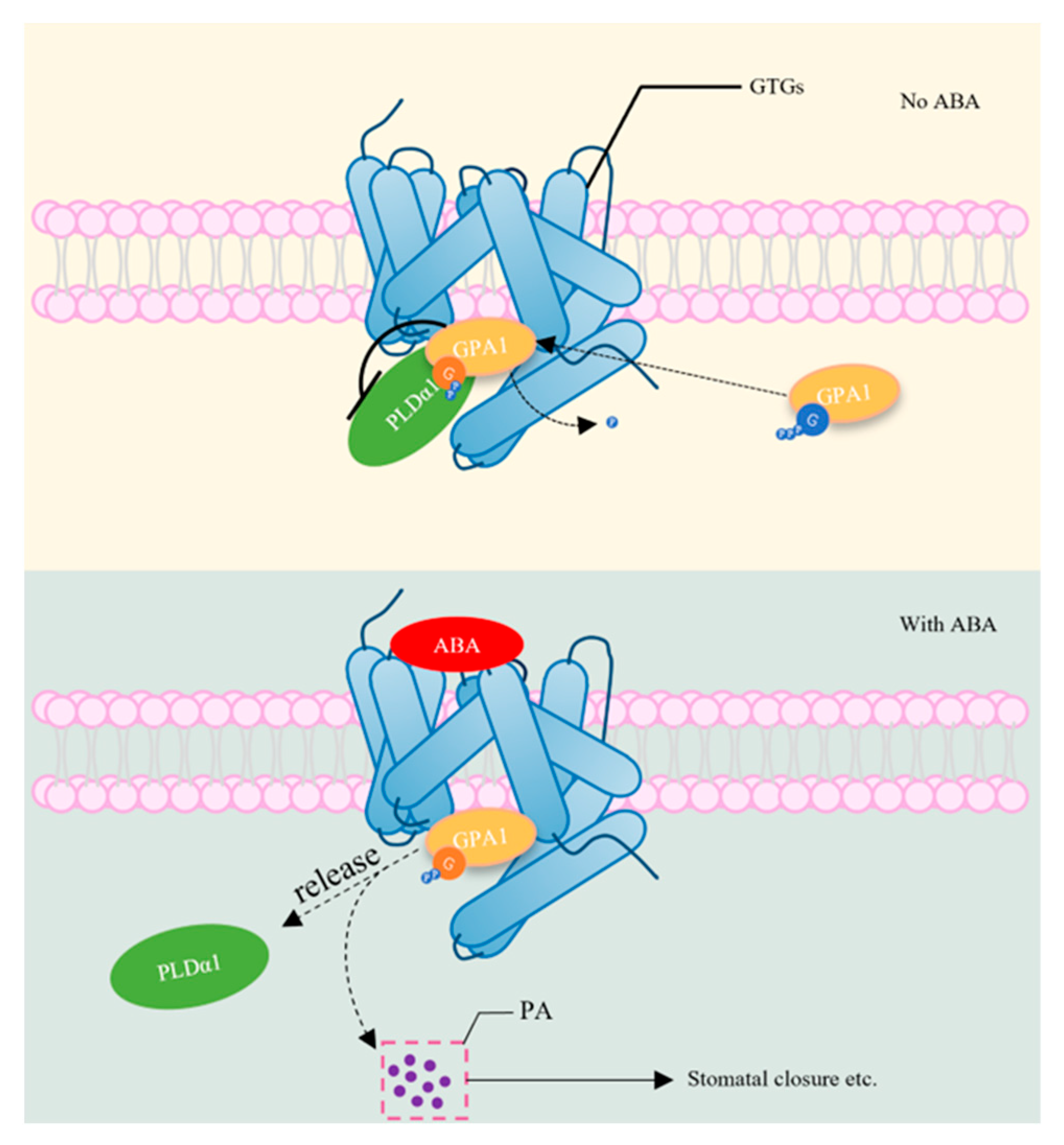 Plants 13 01319 g003