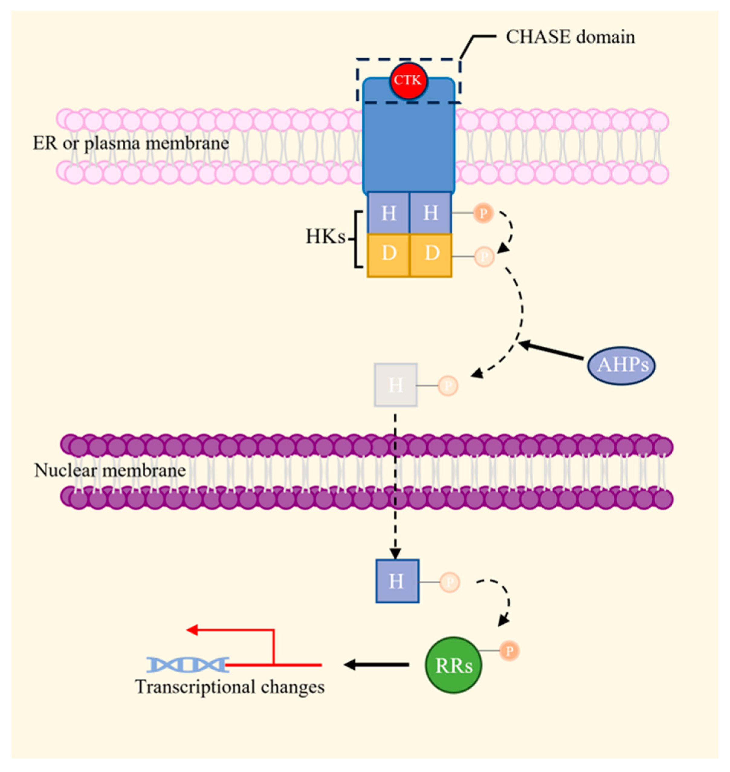 Plants 13 01319 g006