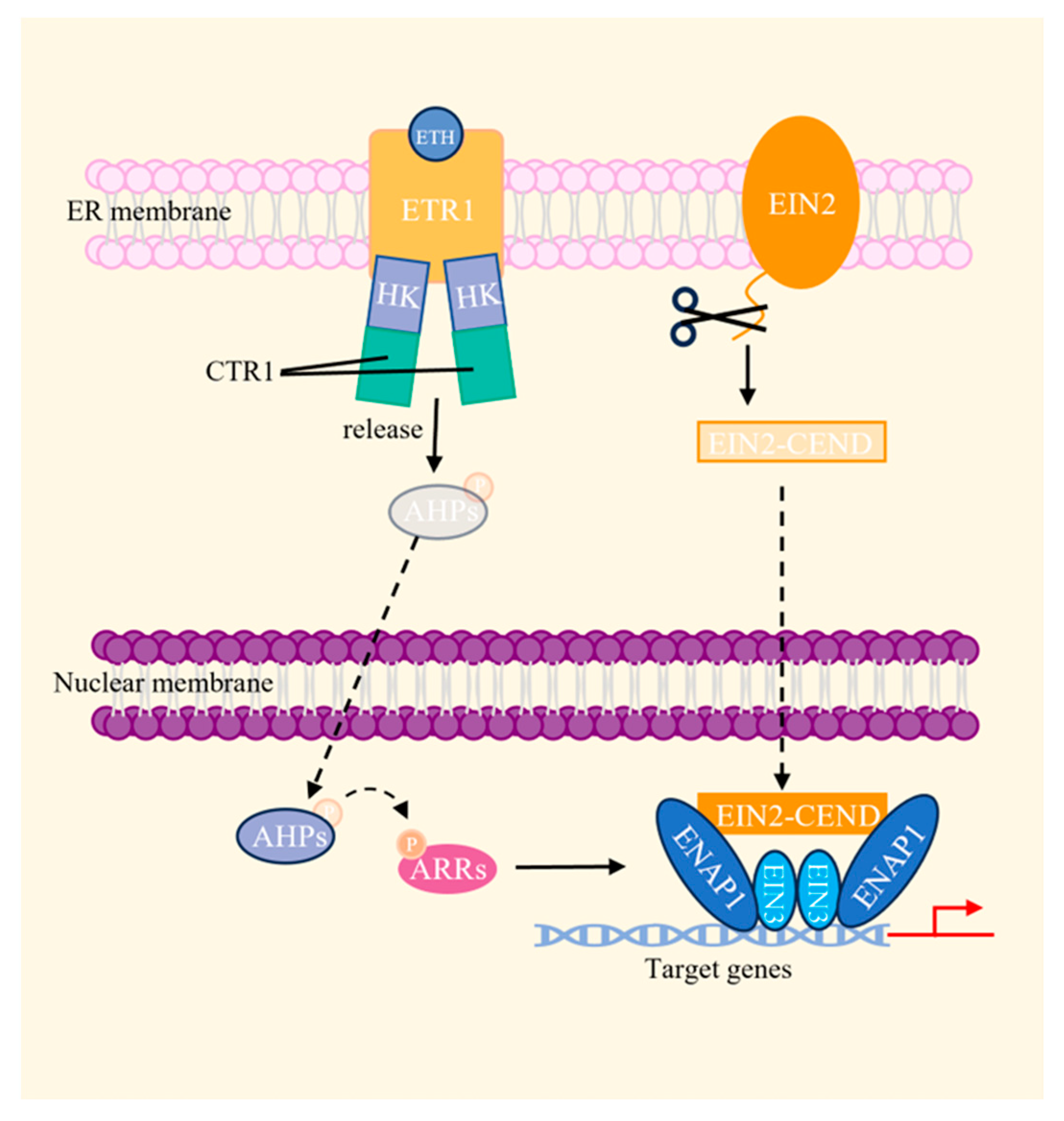 Plants 13 01319 g007