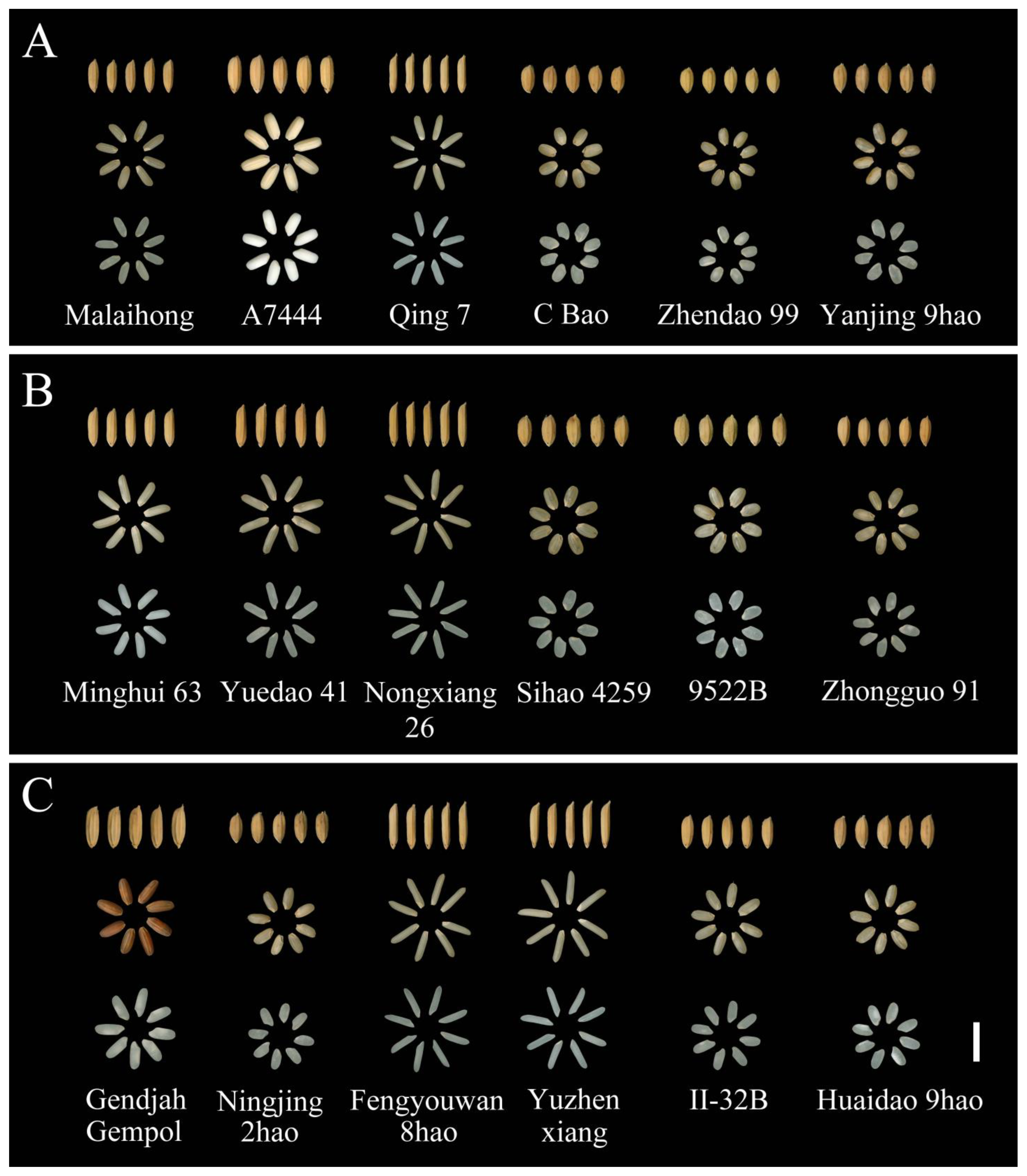 Plants 13 01324 g002 Plants 13 01324 g002
