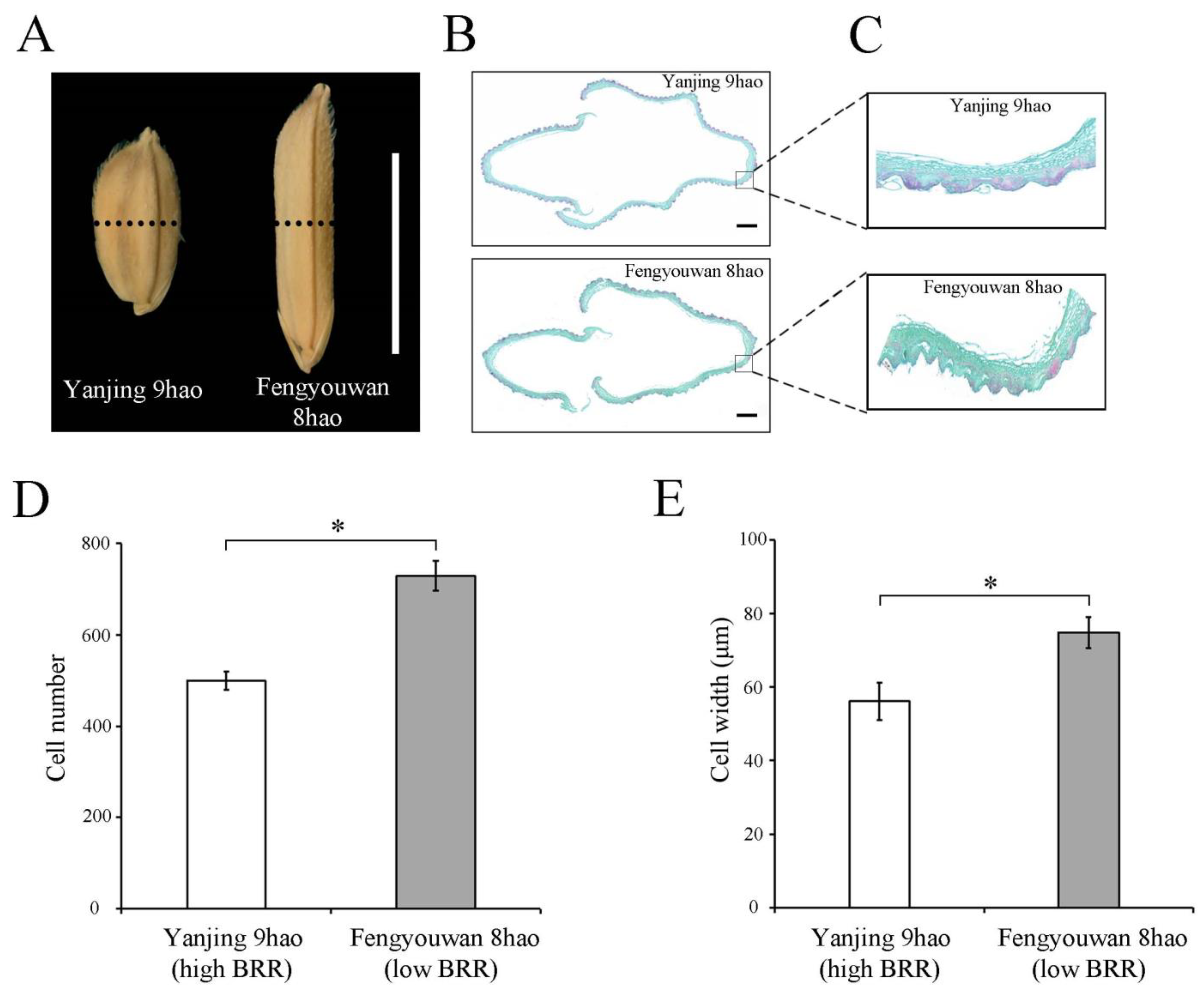 Plants 13 01324 g007 Plants 13 01324 g007