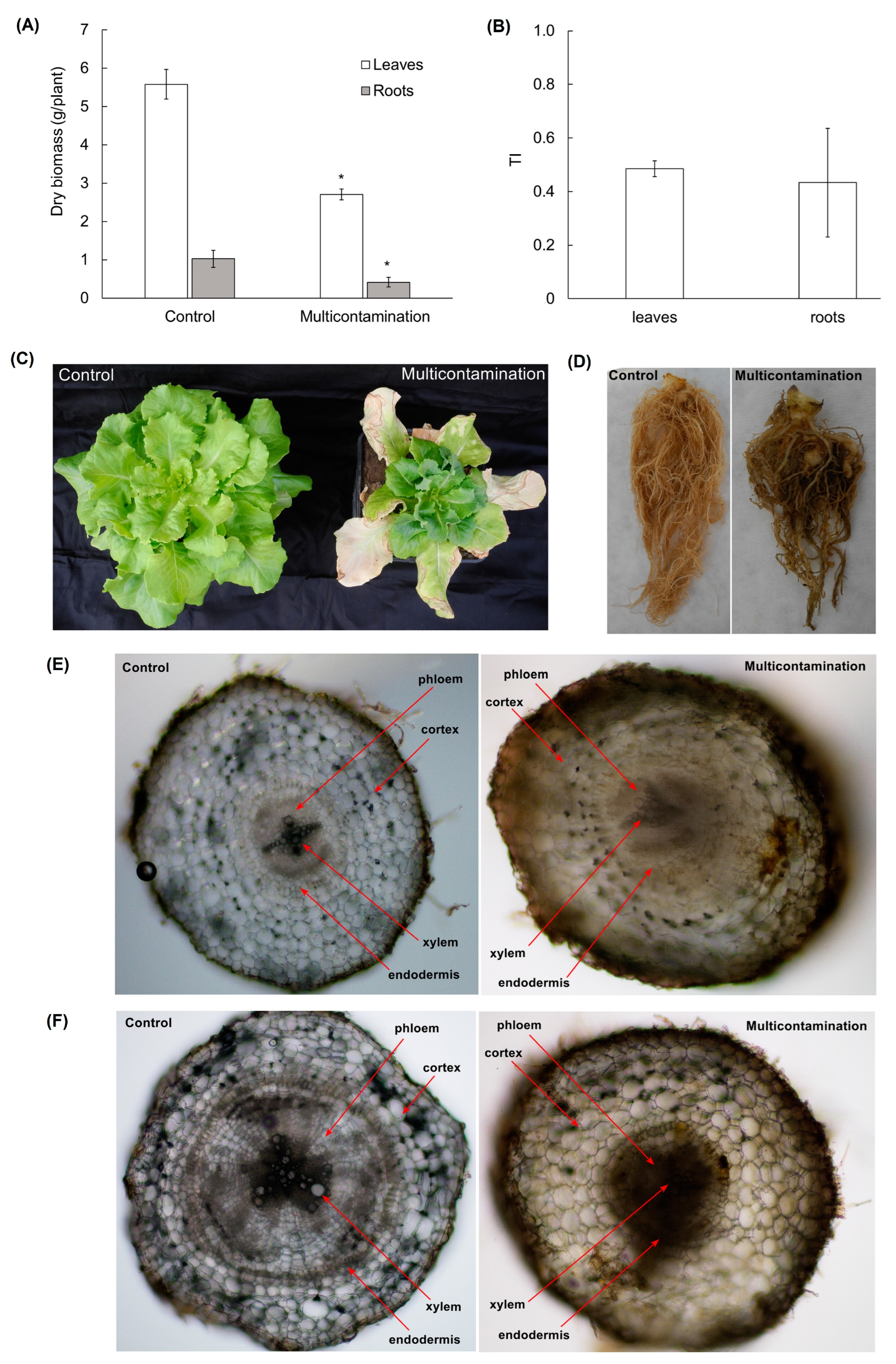 Plants 13 01356 g001