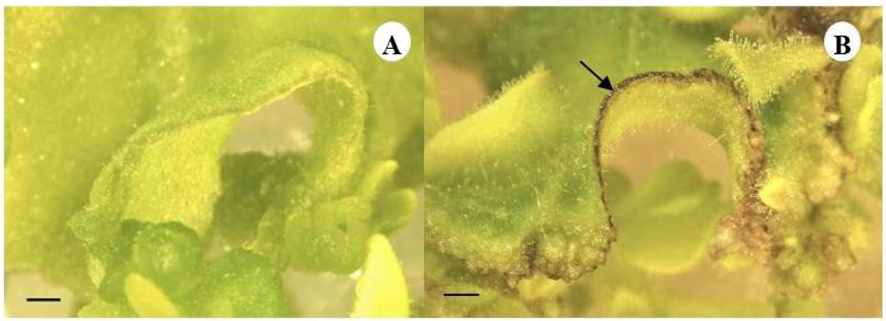 Plants 13 01370 g001