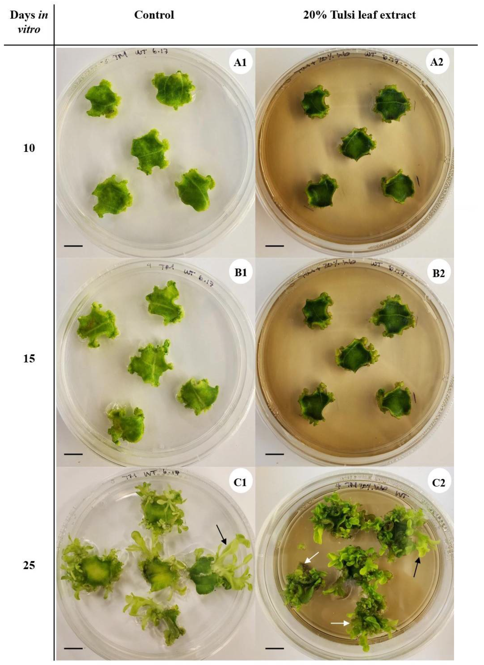 Plants 13 01370 g002