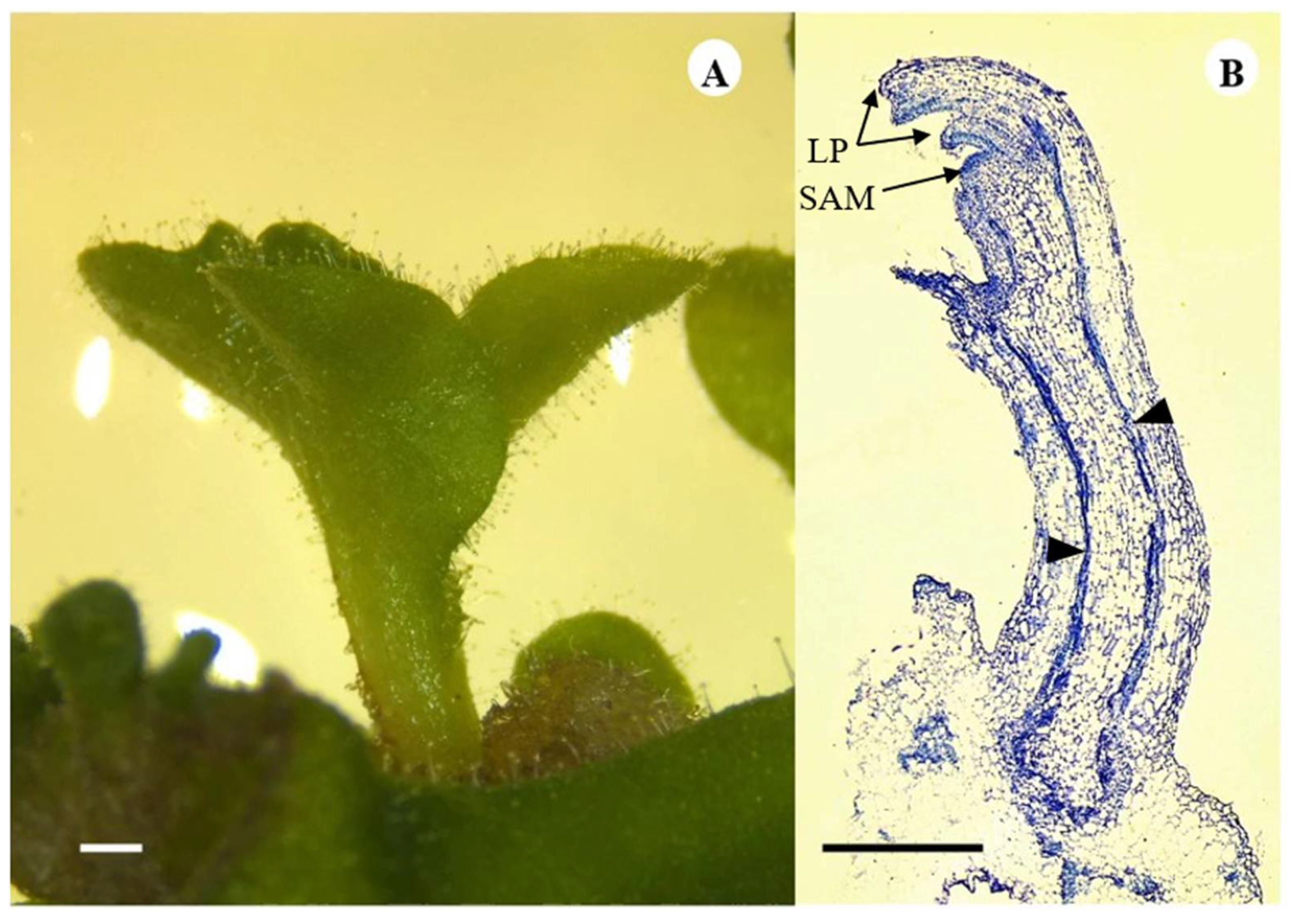 Plants 13 01370 g003