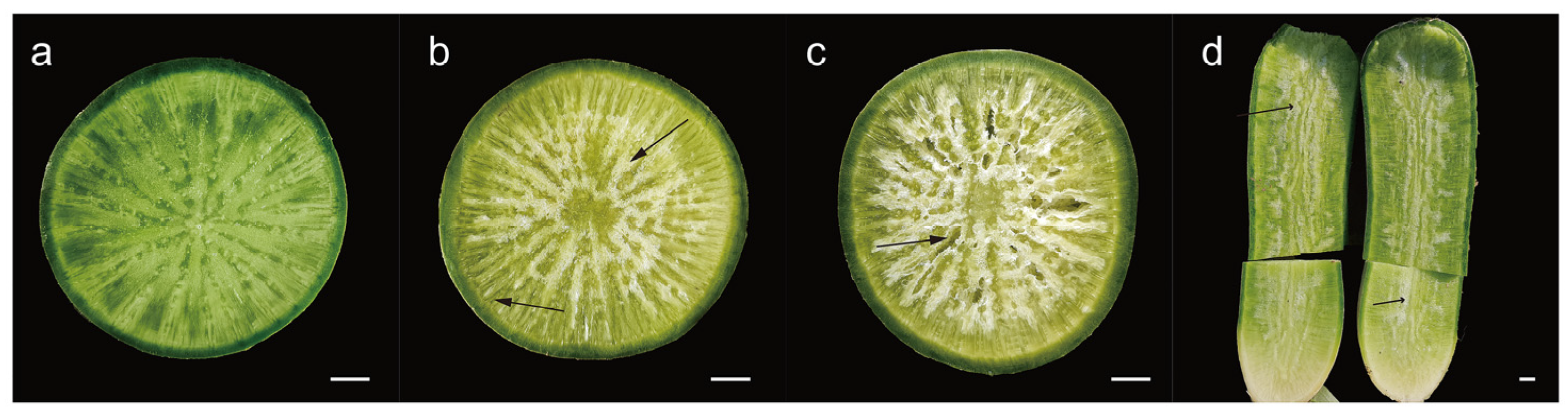 Plants 13 01386 g001