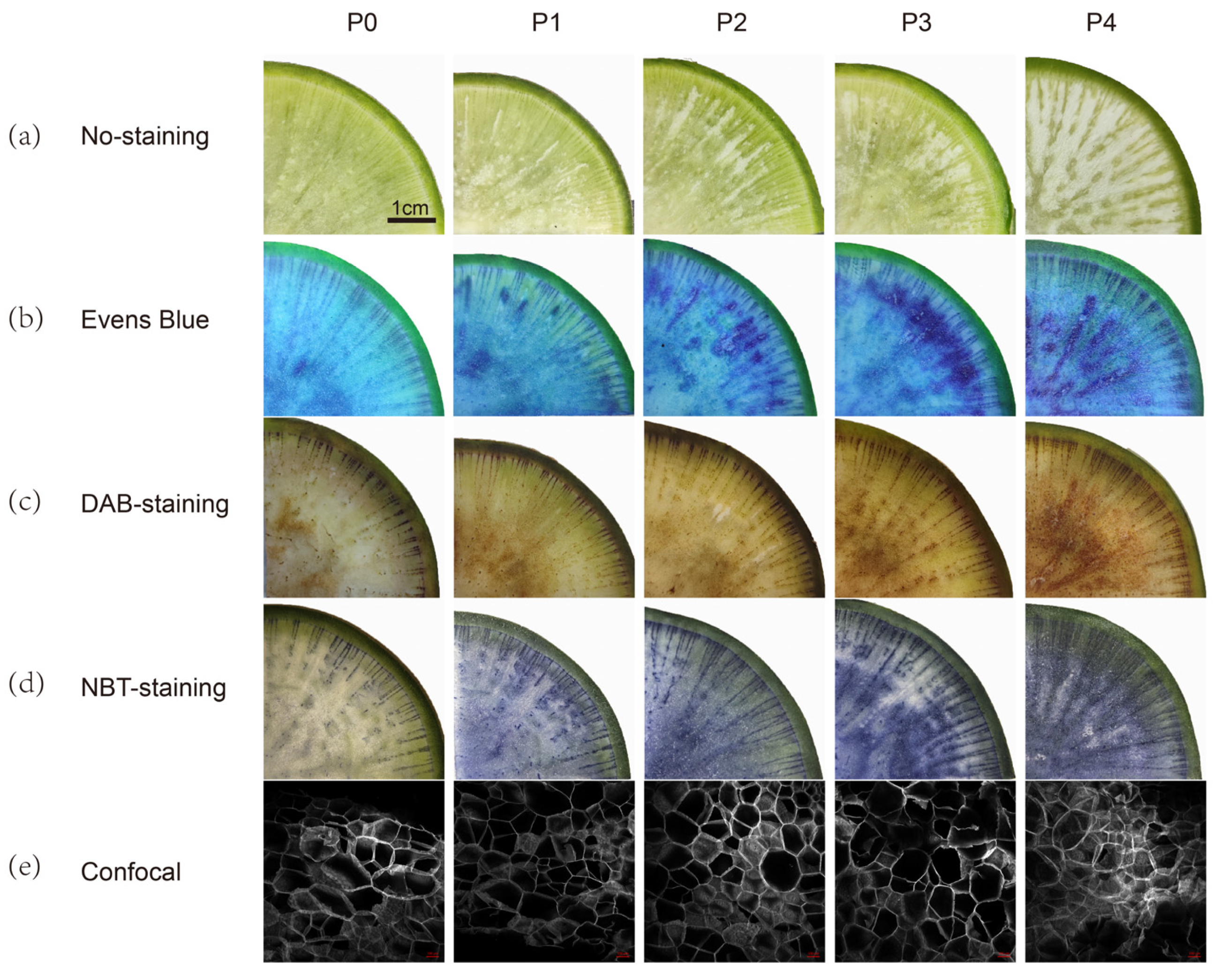 Plants 13 01386 g002