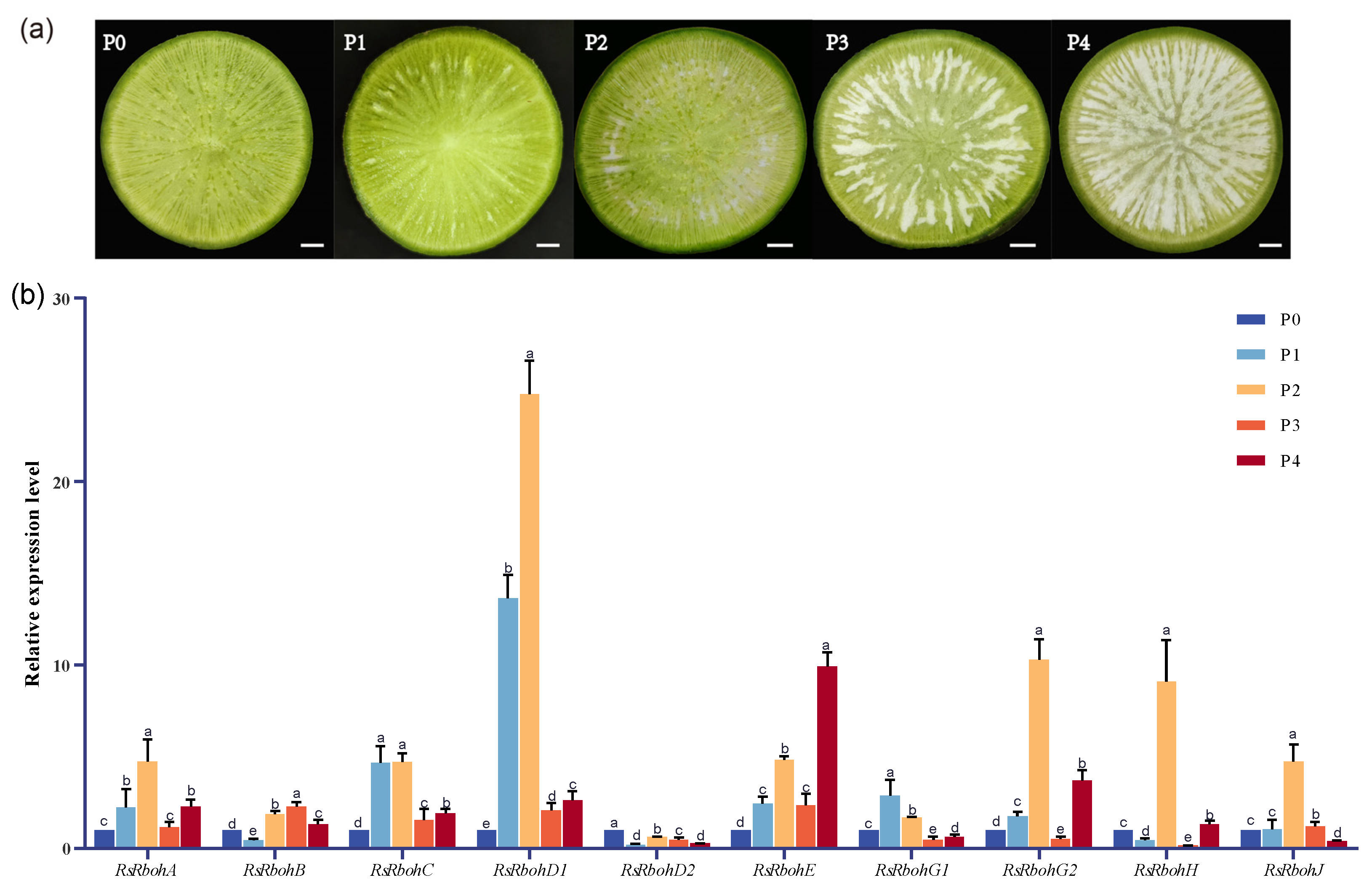 Plants 13 01386 g006