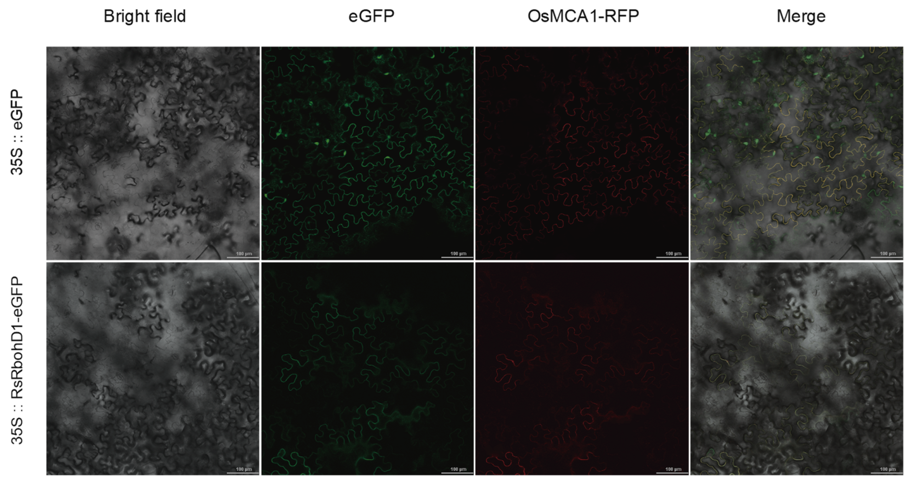 Plants 13 01386 g008